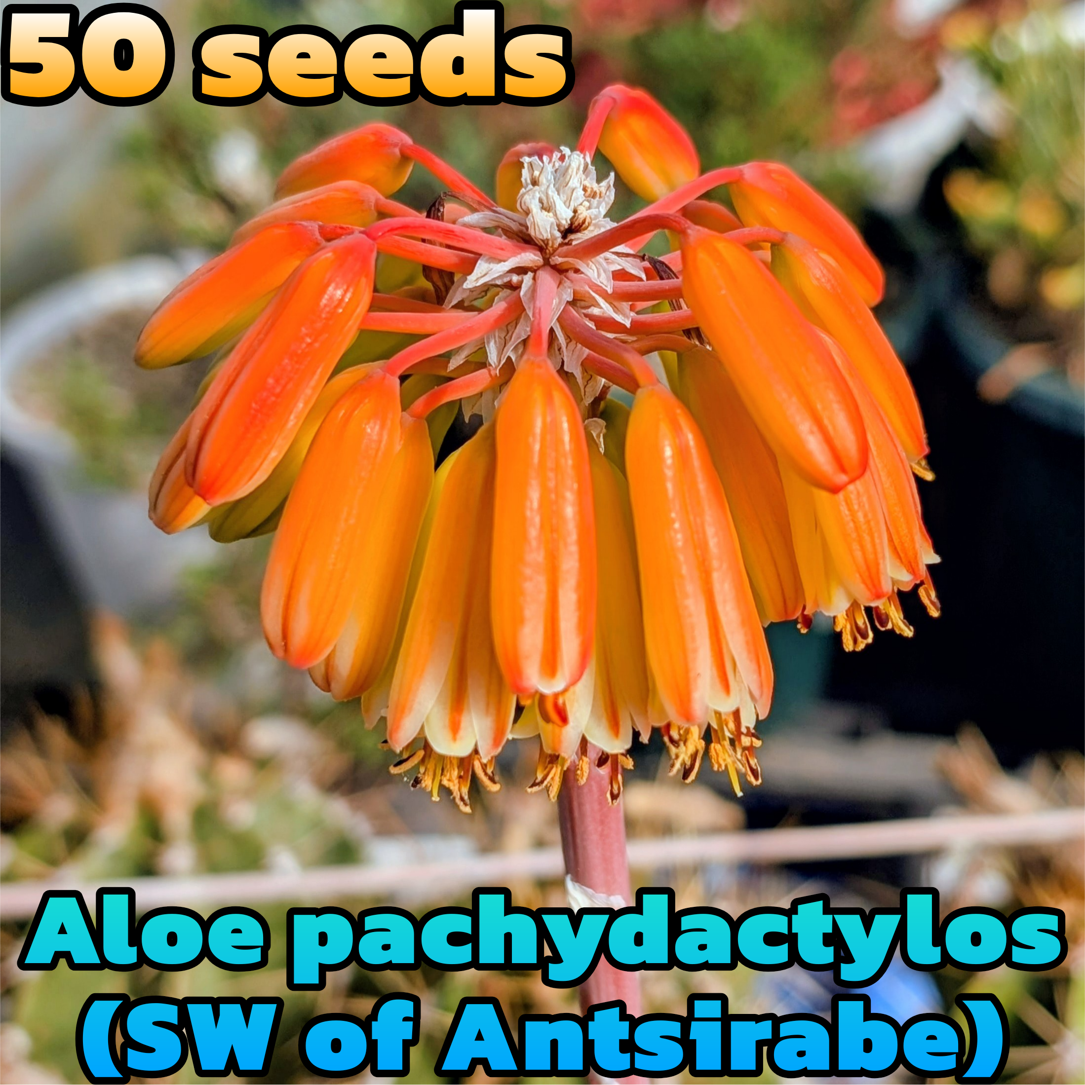 種子(大容量お得パック)/50粒】Aloe pachydactylos (SW of Antsirabe