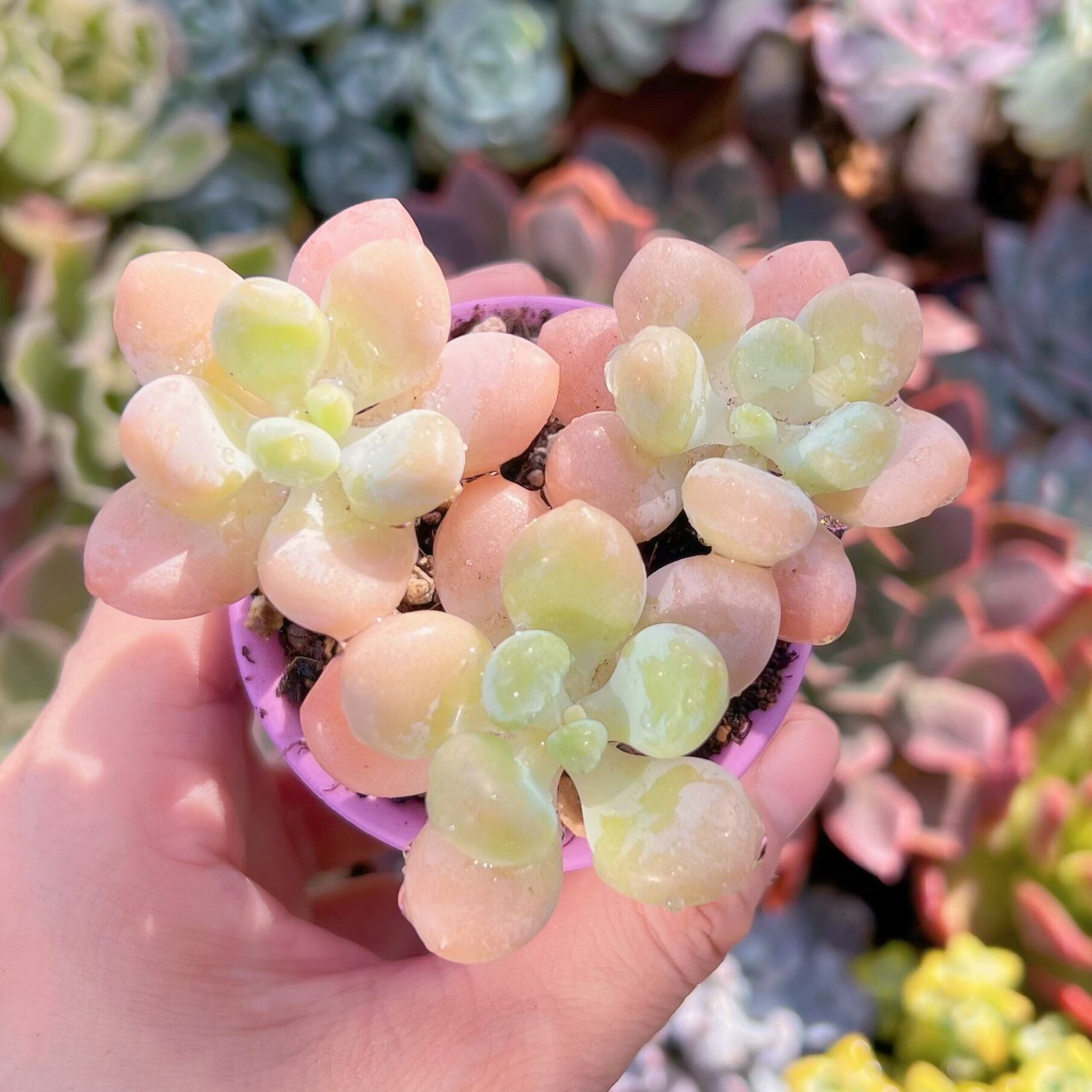 多肉植物　シャボン玉　3頭　新入荷　るる農園