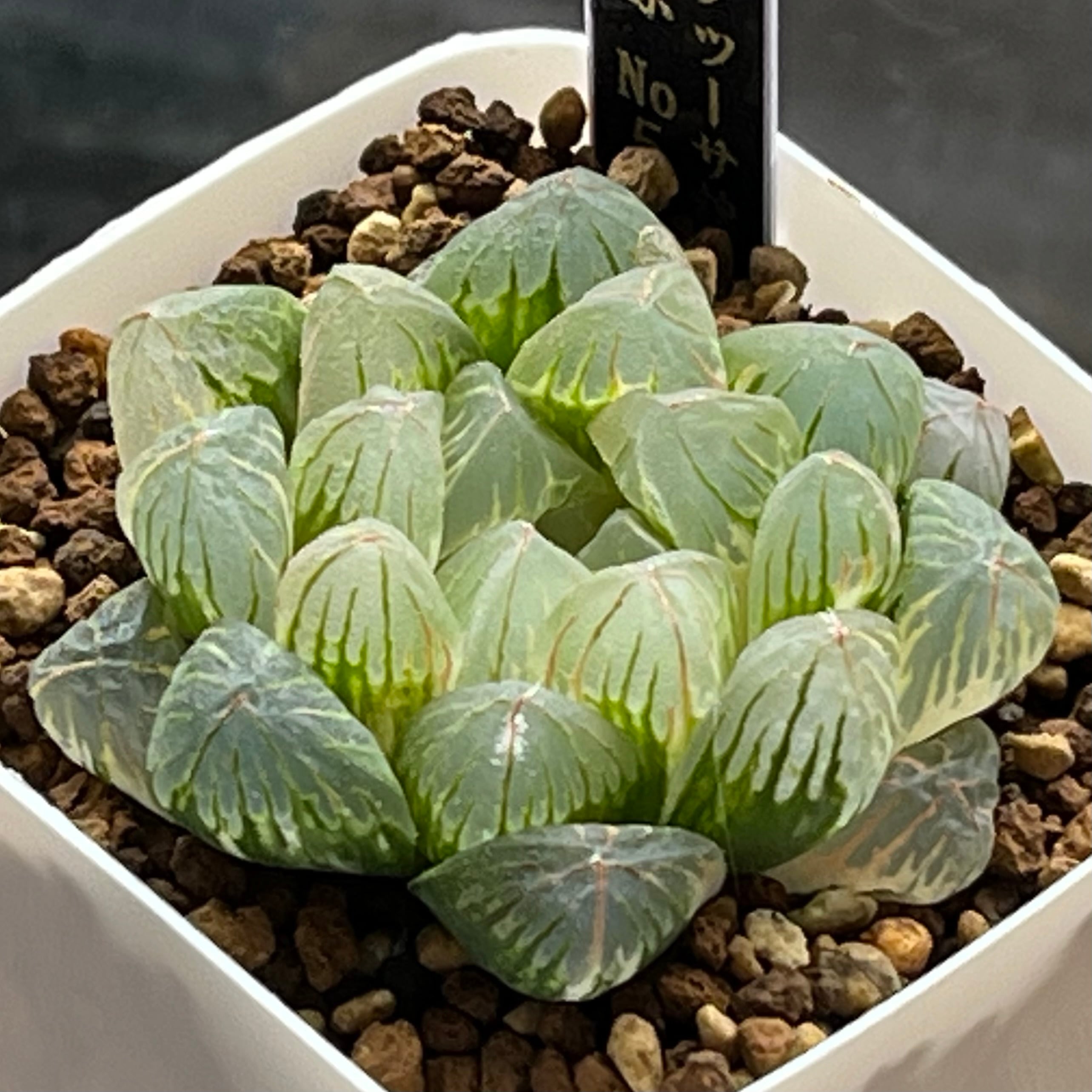 ハオルチア 狼牙 | mocono_plants