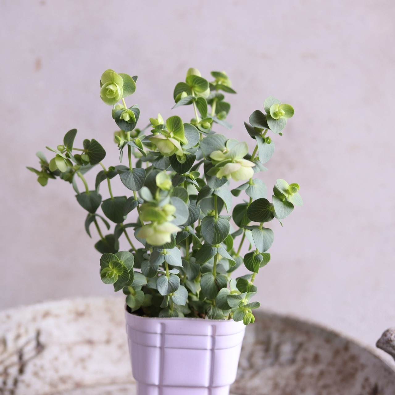 【ナチュラルな寄せ植に】オレガノ ケントビューティー｜優しいピンク×グリーン　モンディマンシェ