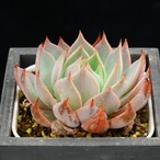 レッドザラゴーサ×カトルス（実生）01