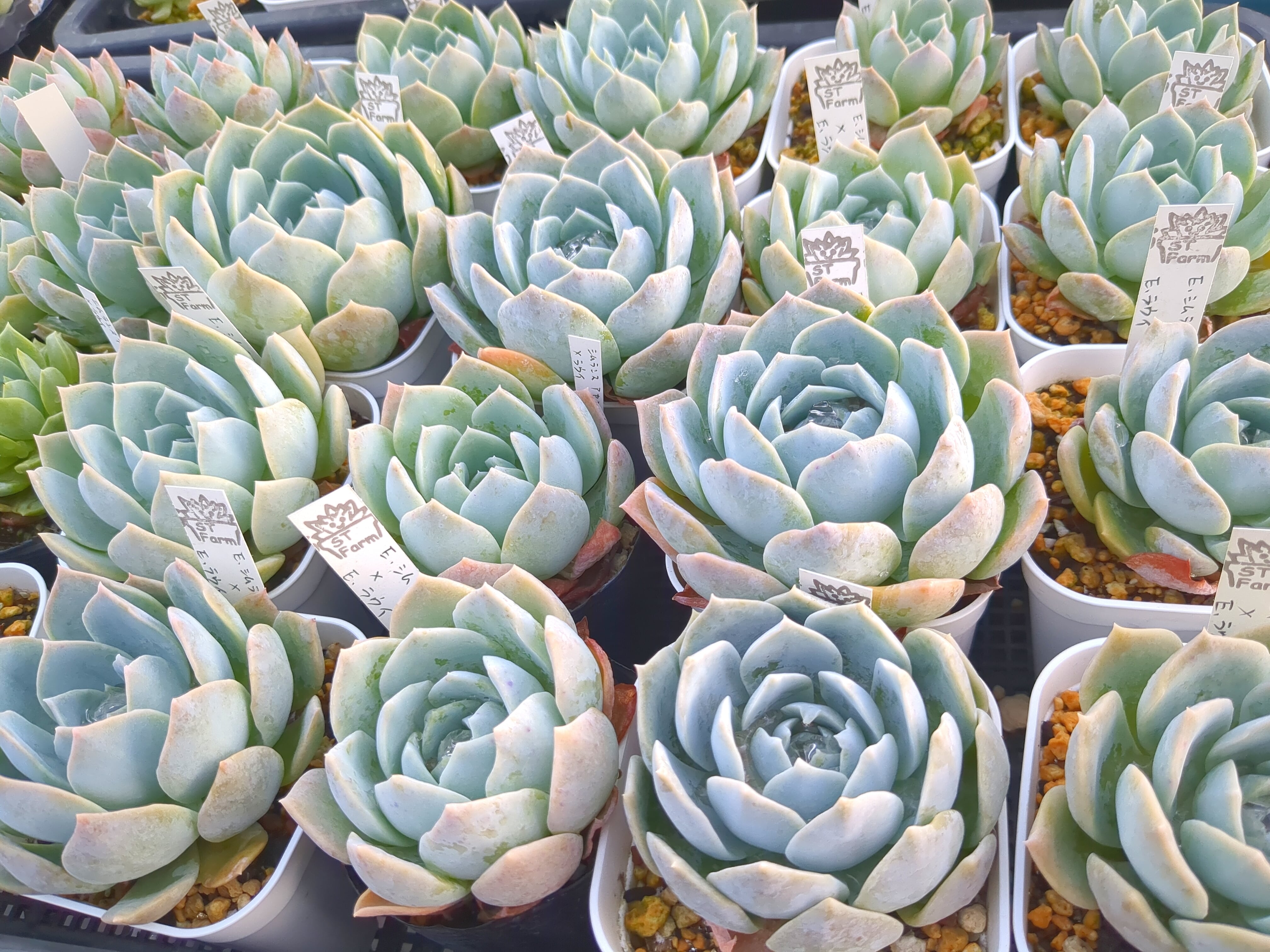 多肉植物　韓国苗　シムランス　抜き苗 シムランス エケベリア 抜き苗 多肉植物 美苗 - メルカリ