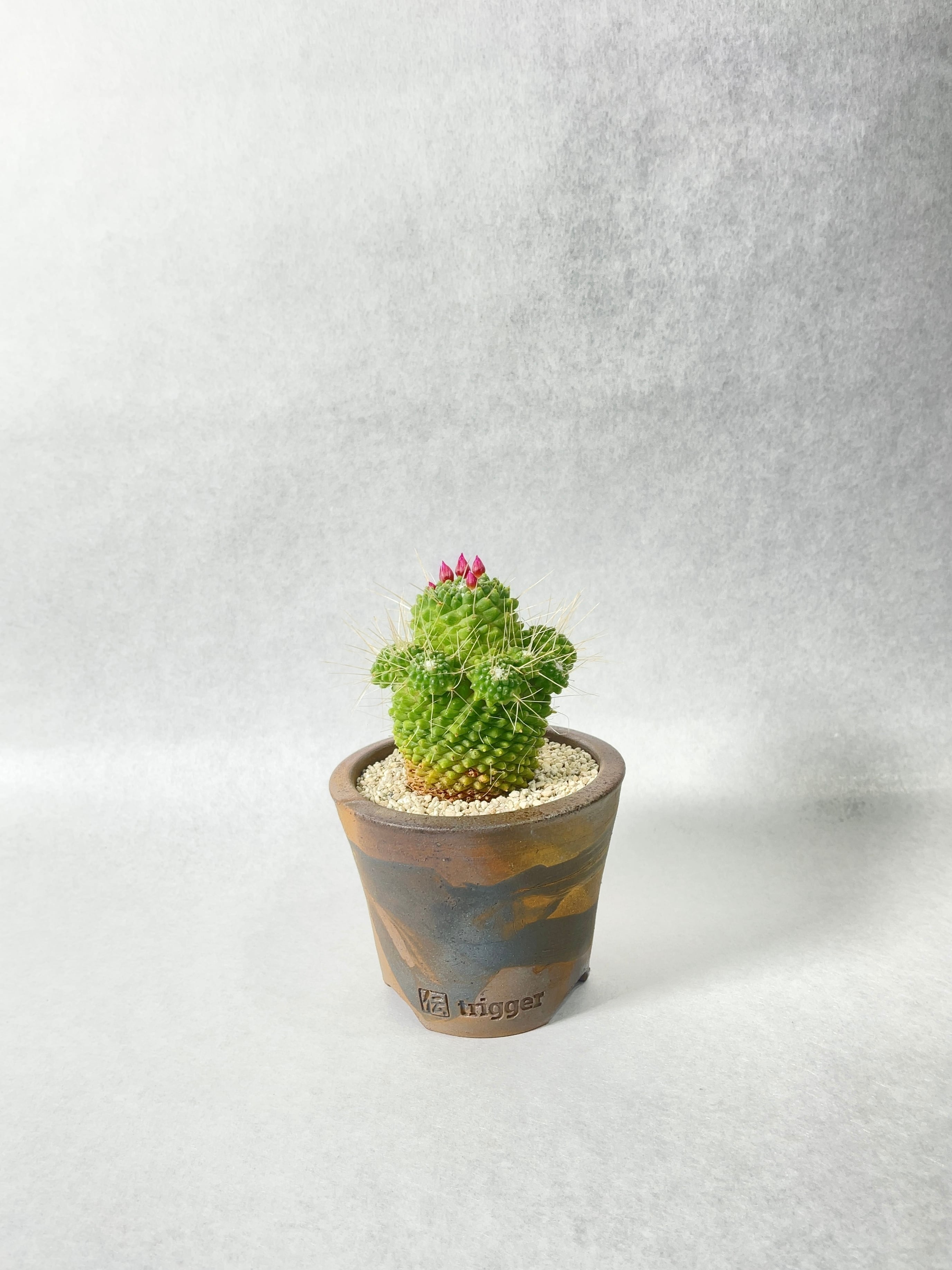 マミラリア・ピコモンスト | trigger