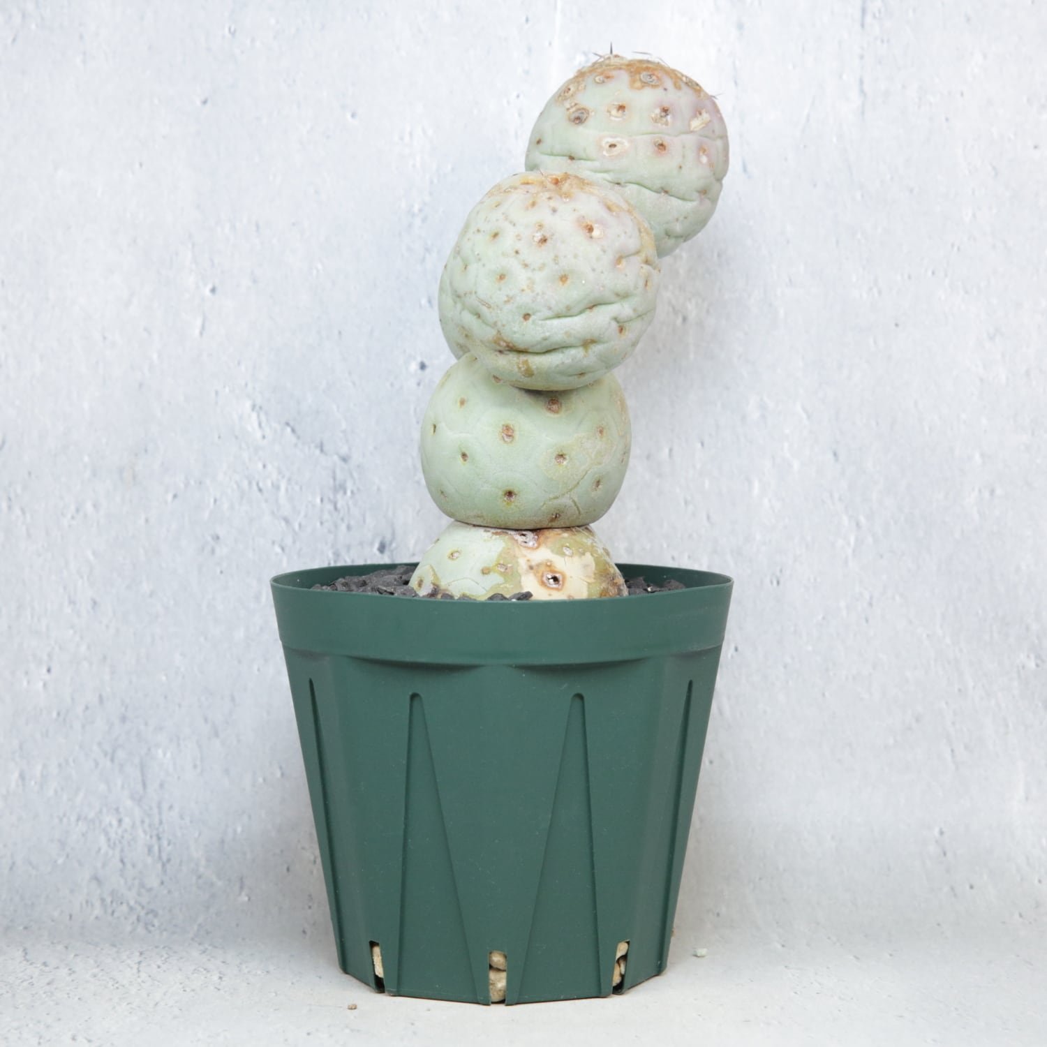 大球 5球 棘無し テフロカクタス ゲオメトリクス | LIGHTHOUSE.PLANTS
