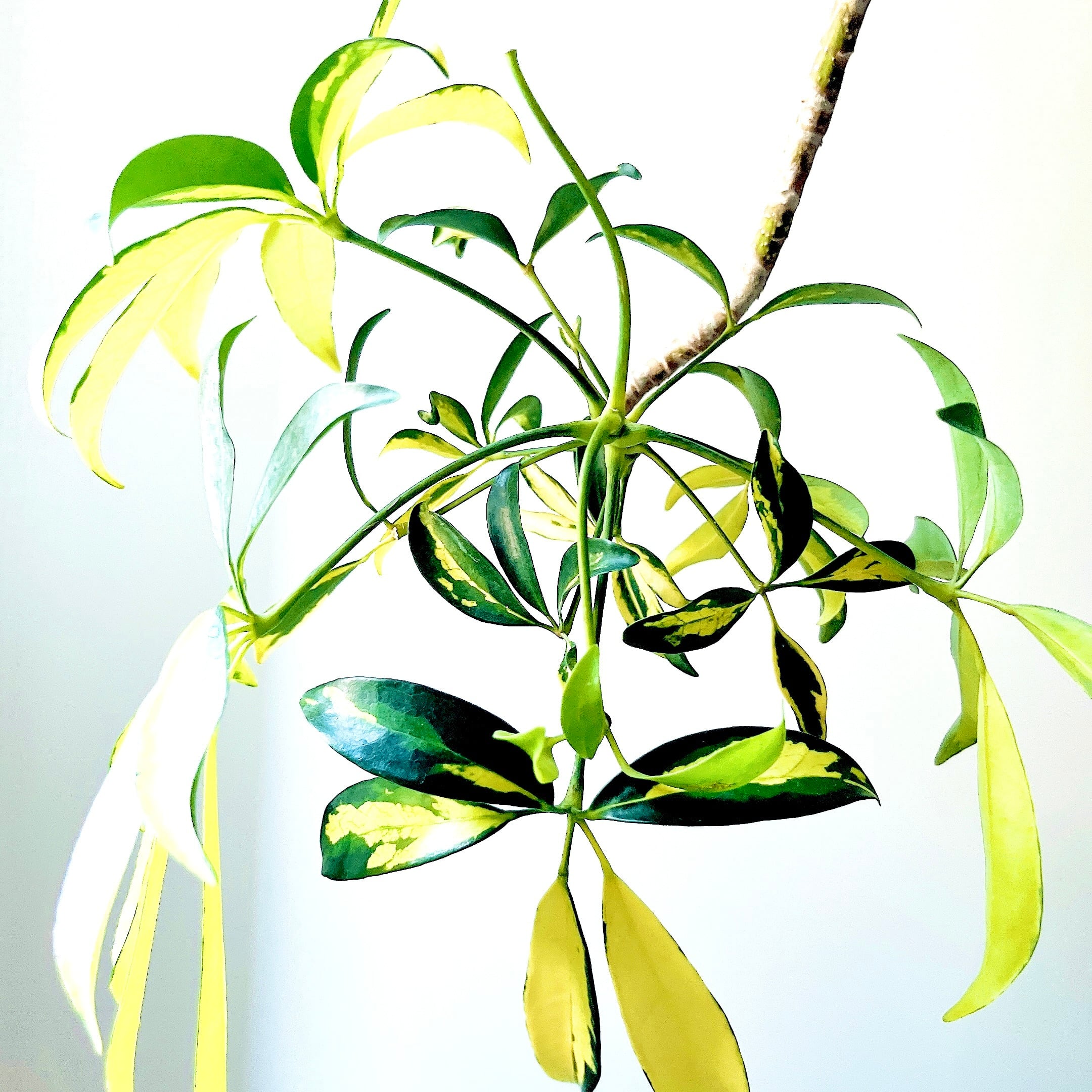 Luxury Plants】希少 シェフレラ・グランディ 斑入り 観葉植物 calm