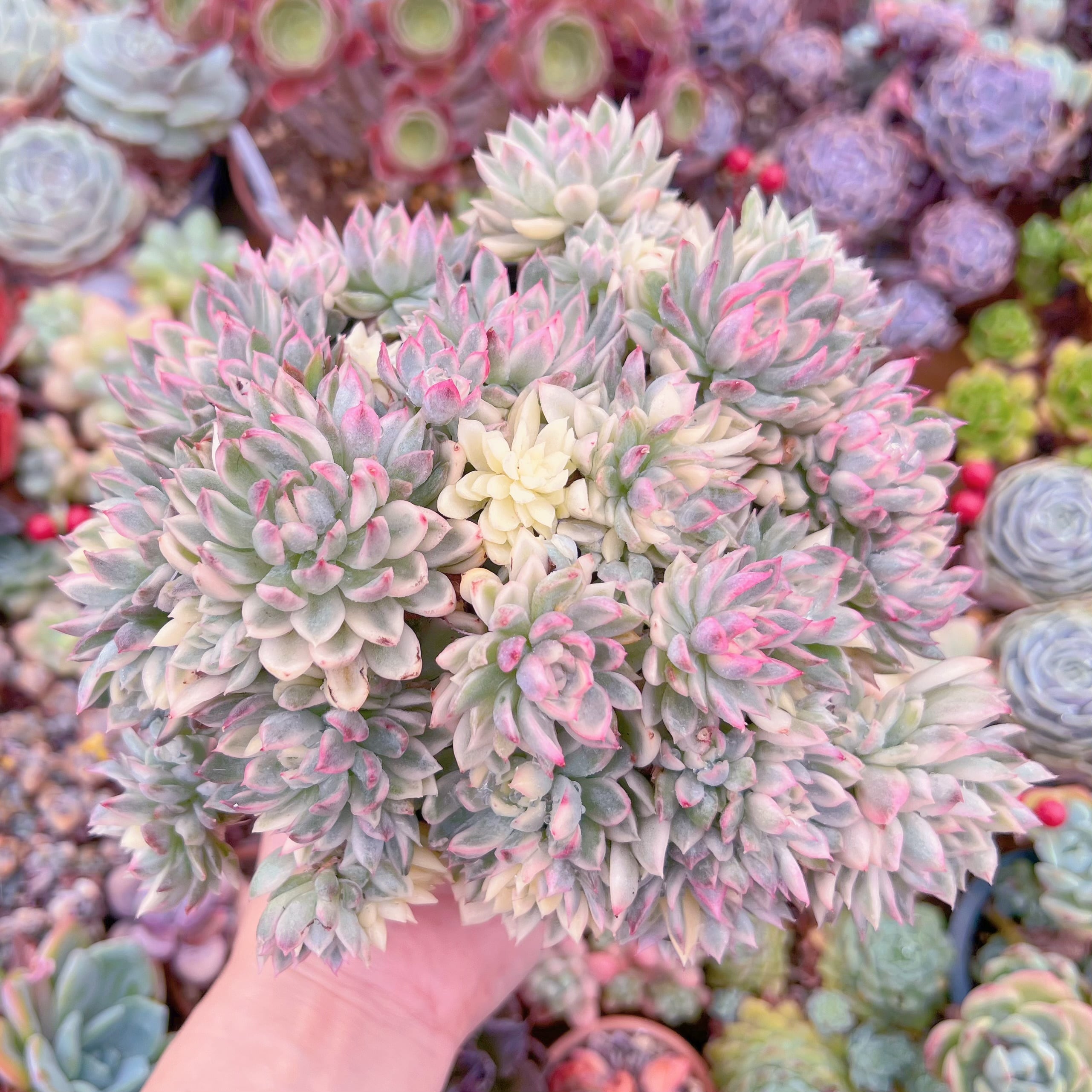 現品　女雛錦#F065　るる農園