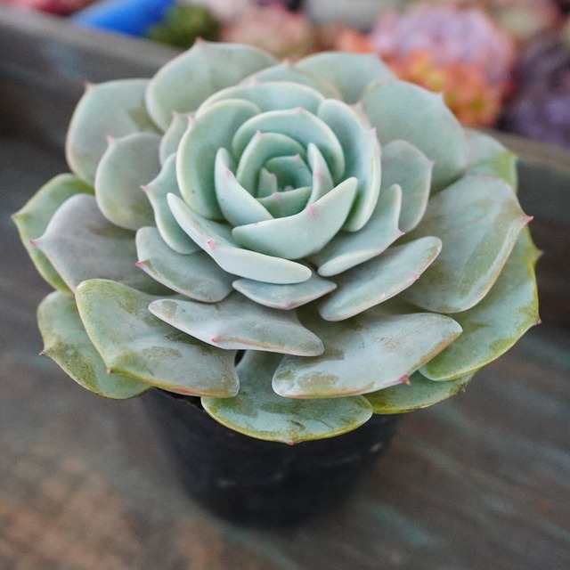 宅急便限定　破格！サービス苗【ローラ】エケベリア　韓国多肉