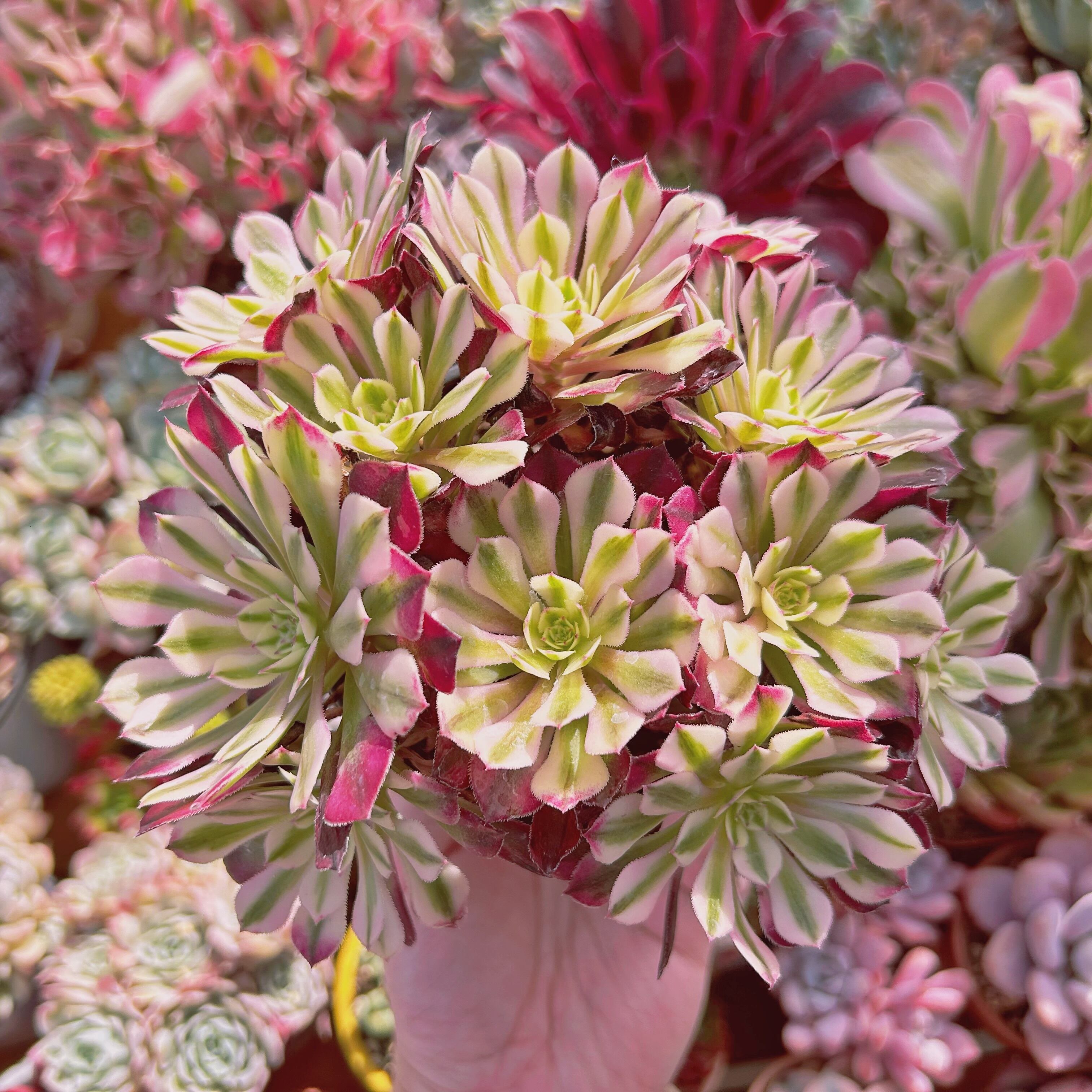 #870現物　多肉植物　Aeonium   ブラックチェリー　特大　抜き苗