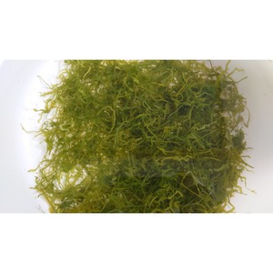 利尻産湯通し塩蔵細切昆布 750g