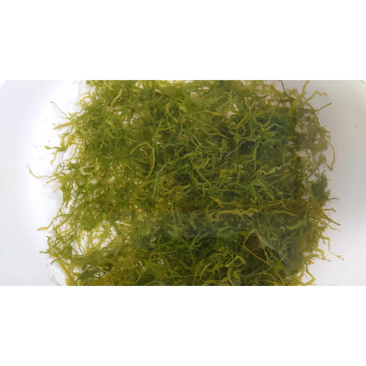 利尻産湯通し塩蔵細切昆布 750g