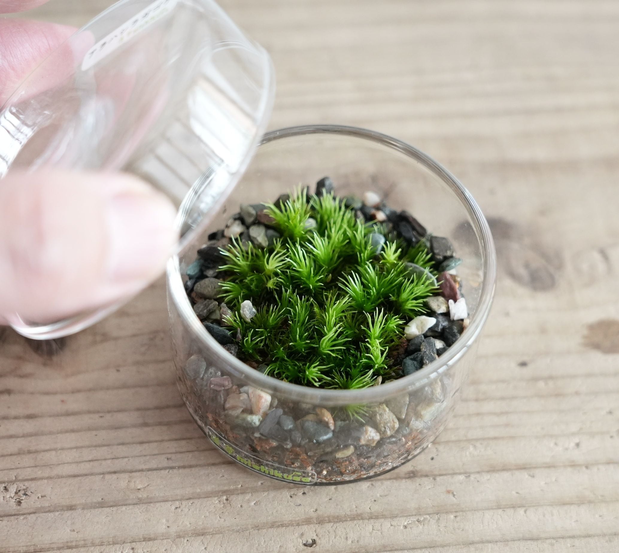 シャーレで育てる小さな苔の森−アラハシラガゴケー ◇初めて育てる苔