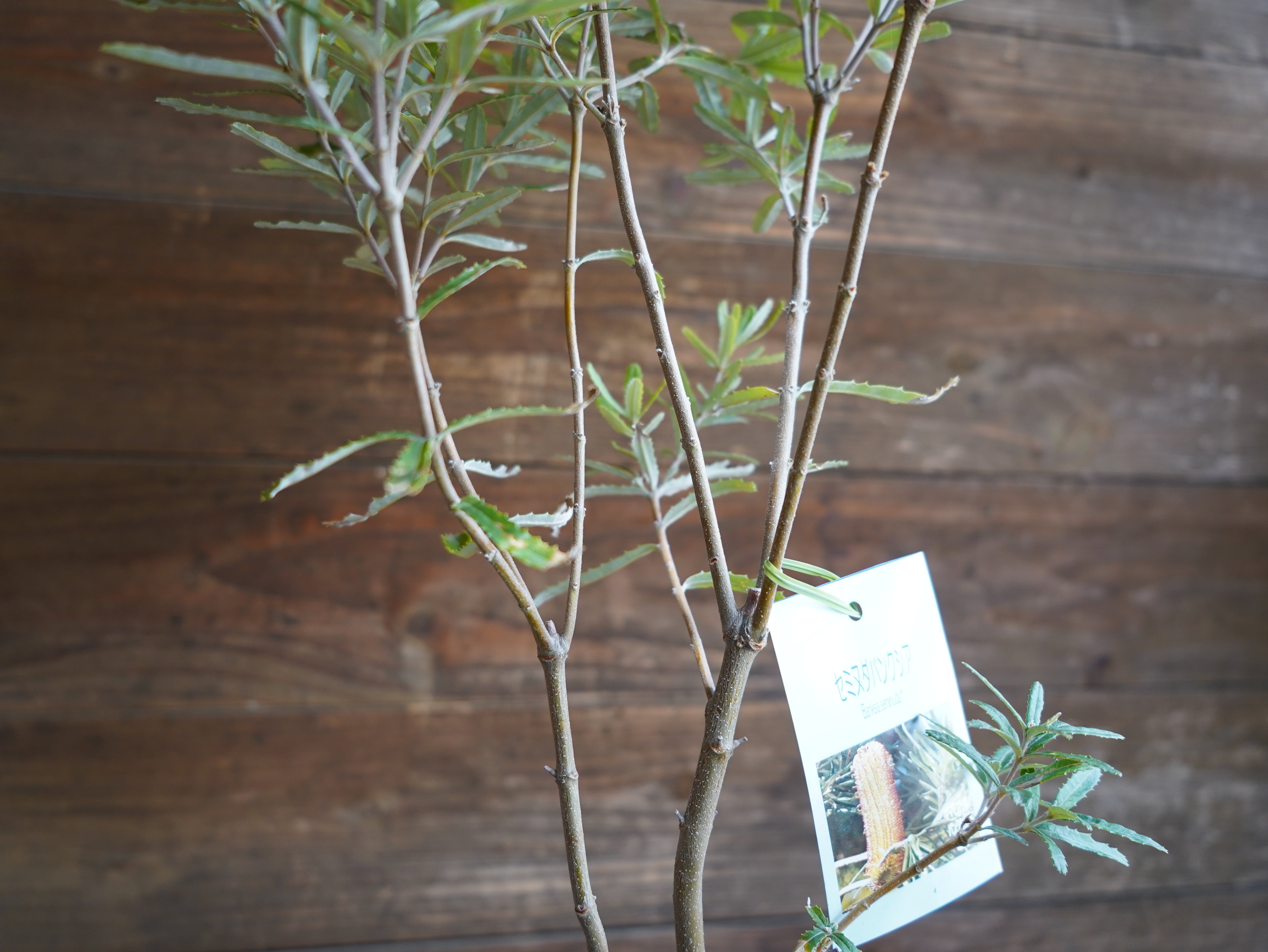 【現物】バンクシア　”セミヌダ”　B