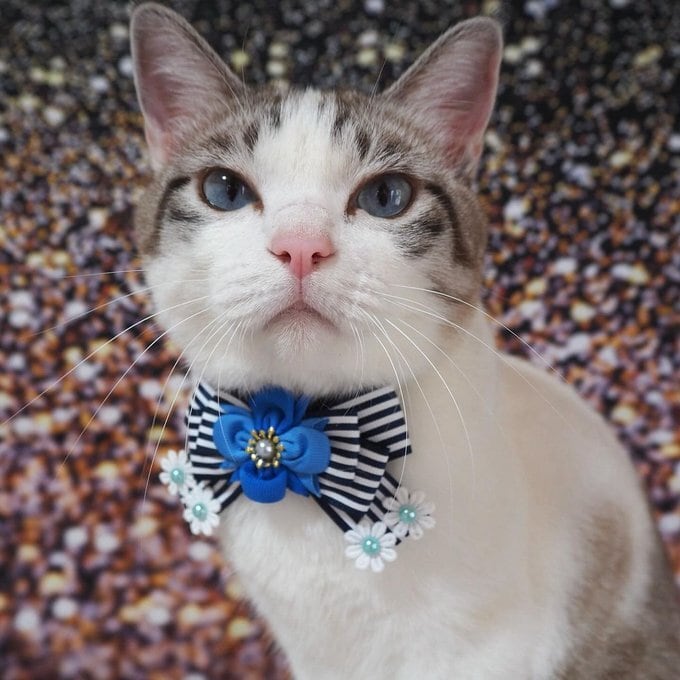 犬猫チョーカー 小サイズ しましま ネイビー リボン 犬用 猫用 数量