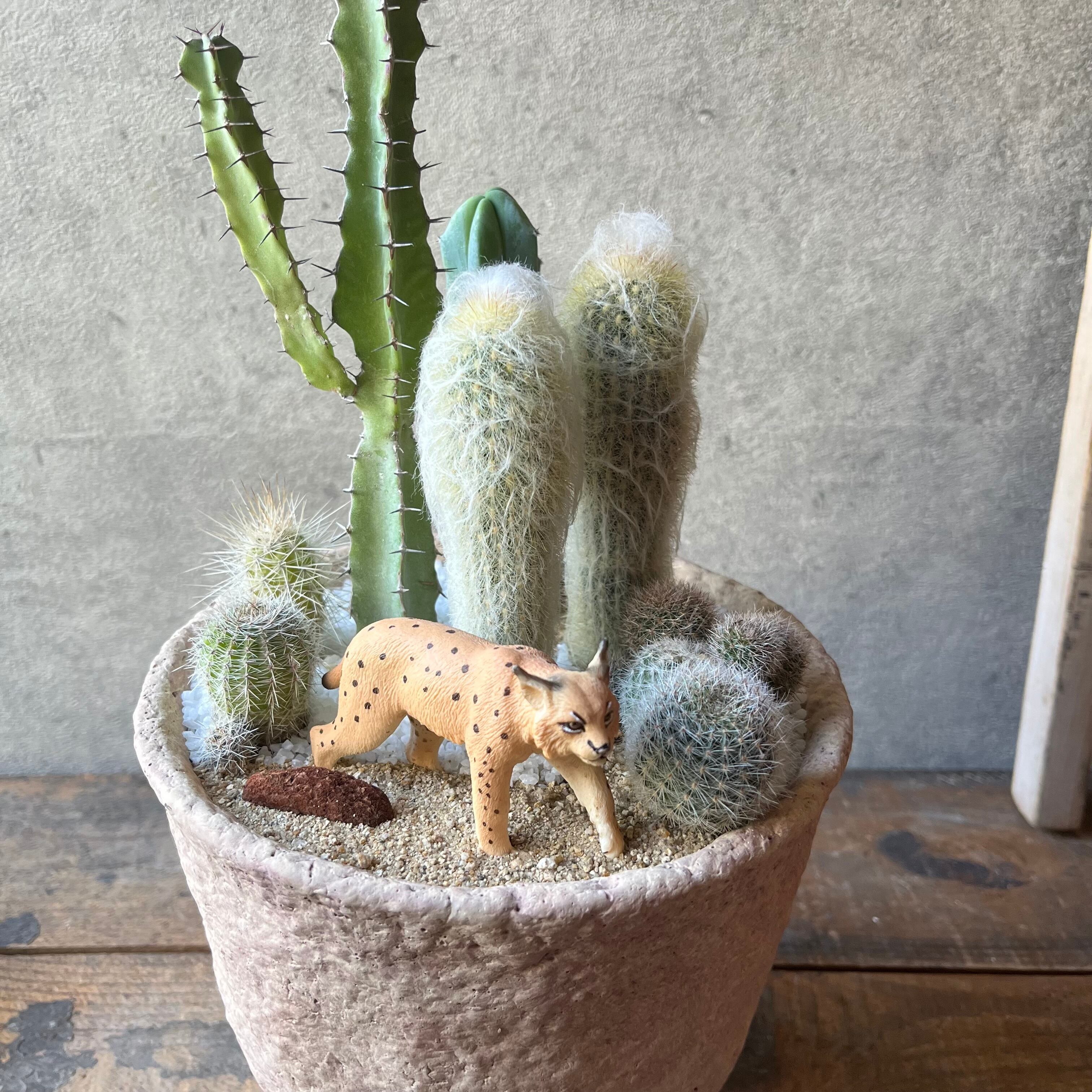 Wild Cat オオヤマネコ | SABOTEN MISSILE