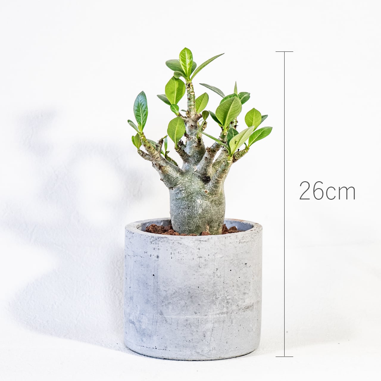 【ぷっくり可愛い塊根植物】なめらかな幹から伸びる緑葉が美しいアデニウム・ドワーフ。手づくりモルタル鉢に植え込んだ一点物。虫発生抑制(全国一律送料850円)