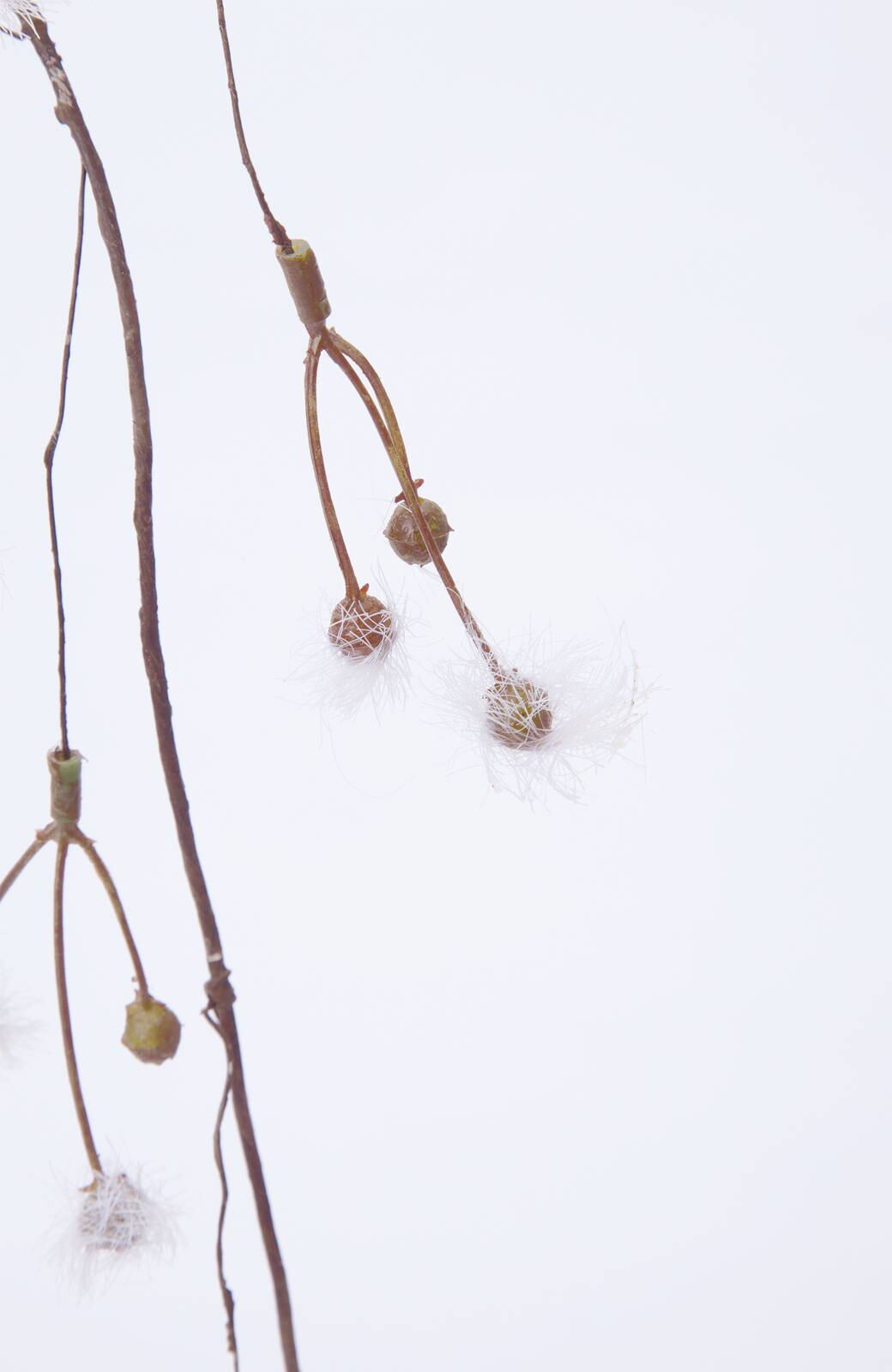 ミニコットンシードガ−ランド　　FG-4927W　4961823685699　造花（アーティフィシャルフラワー） > 定番造花グリーン（素材）