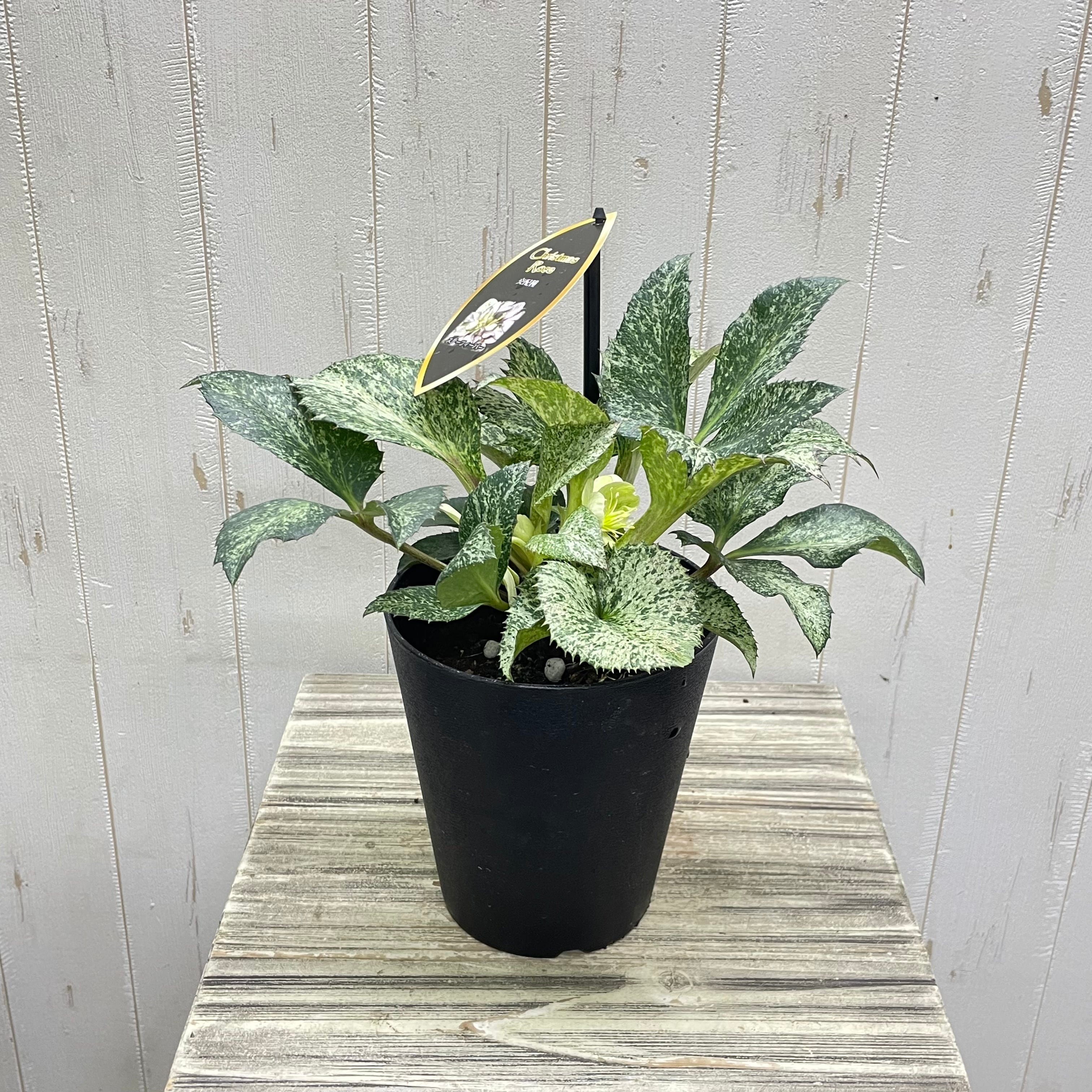 球根】フォックストロット デザイン 7球 斑入り葉 花色変化 数量限定