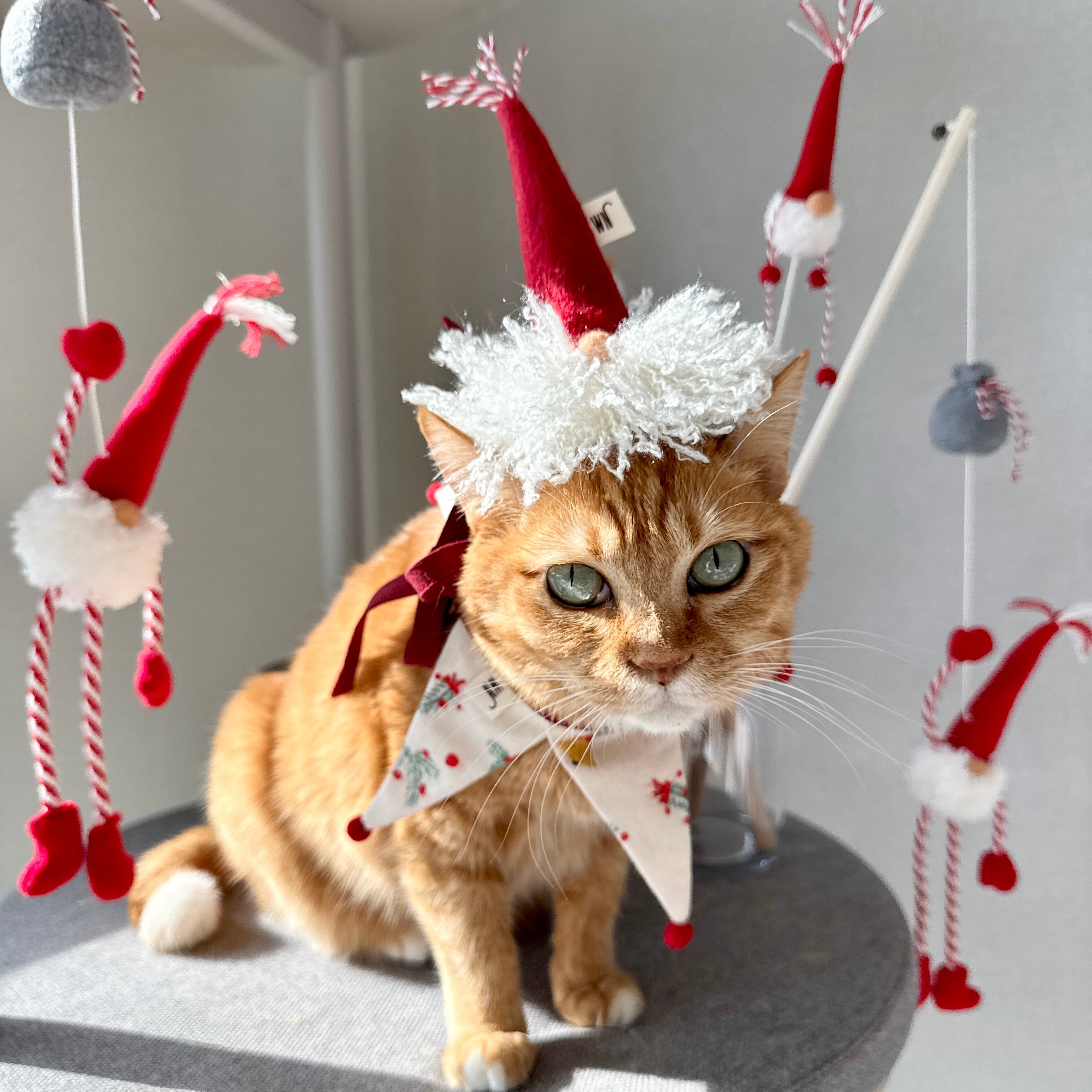 gnome hat from WETNOSE 猫 帽子