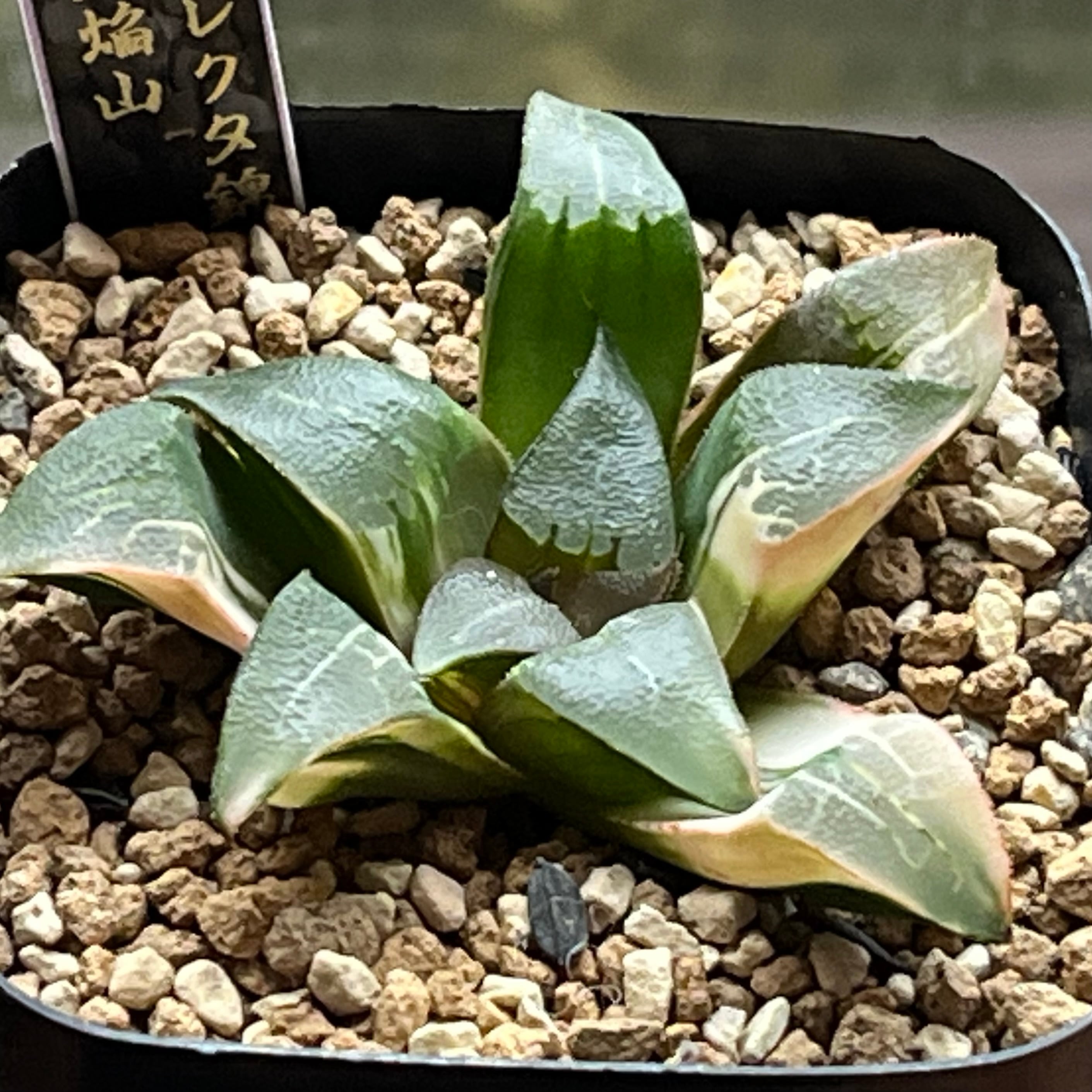 ハオルチア 氷の女王② | mocono_plants