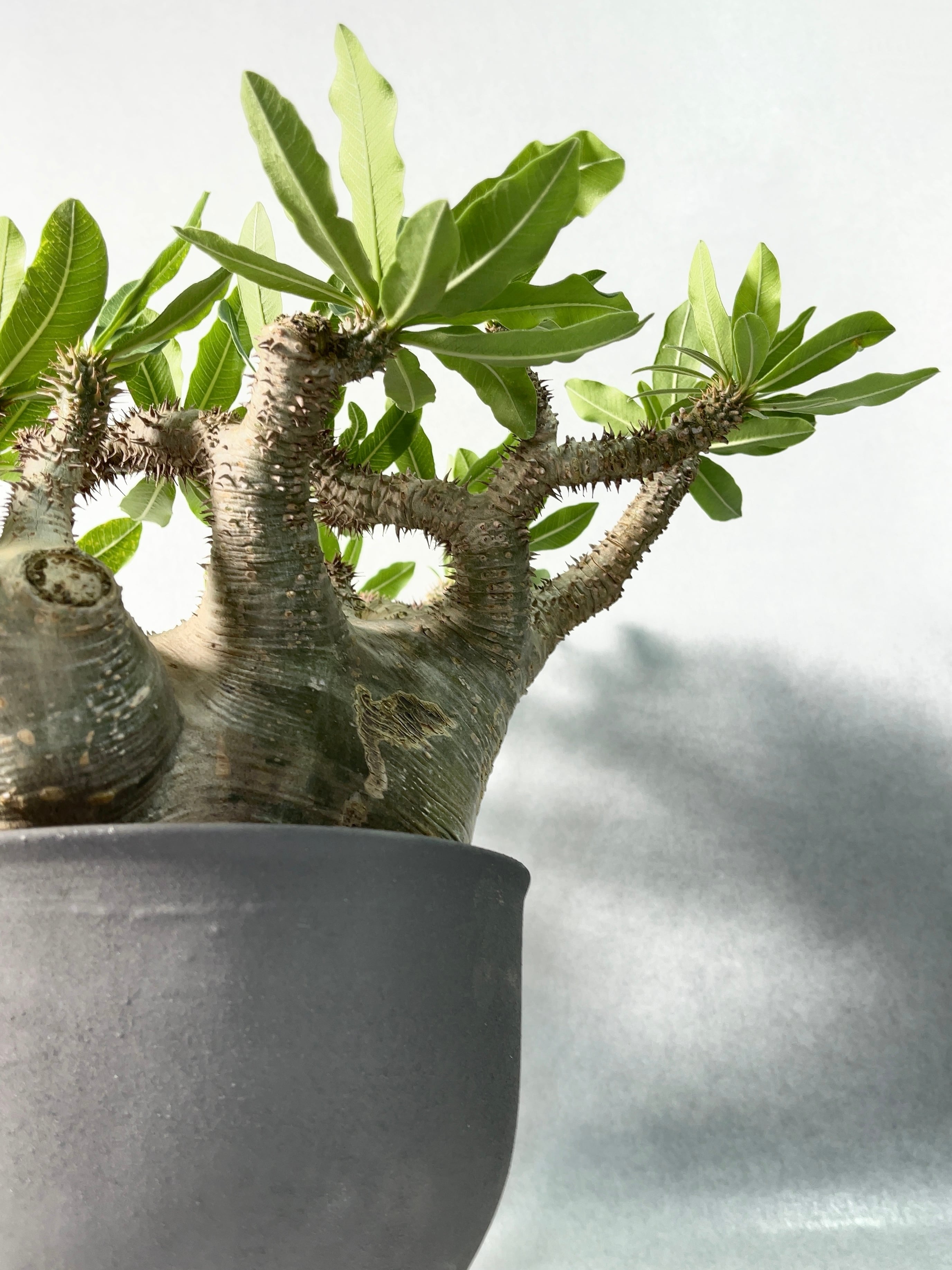 パキポディウム・マカイエンセ | trigger