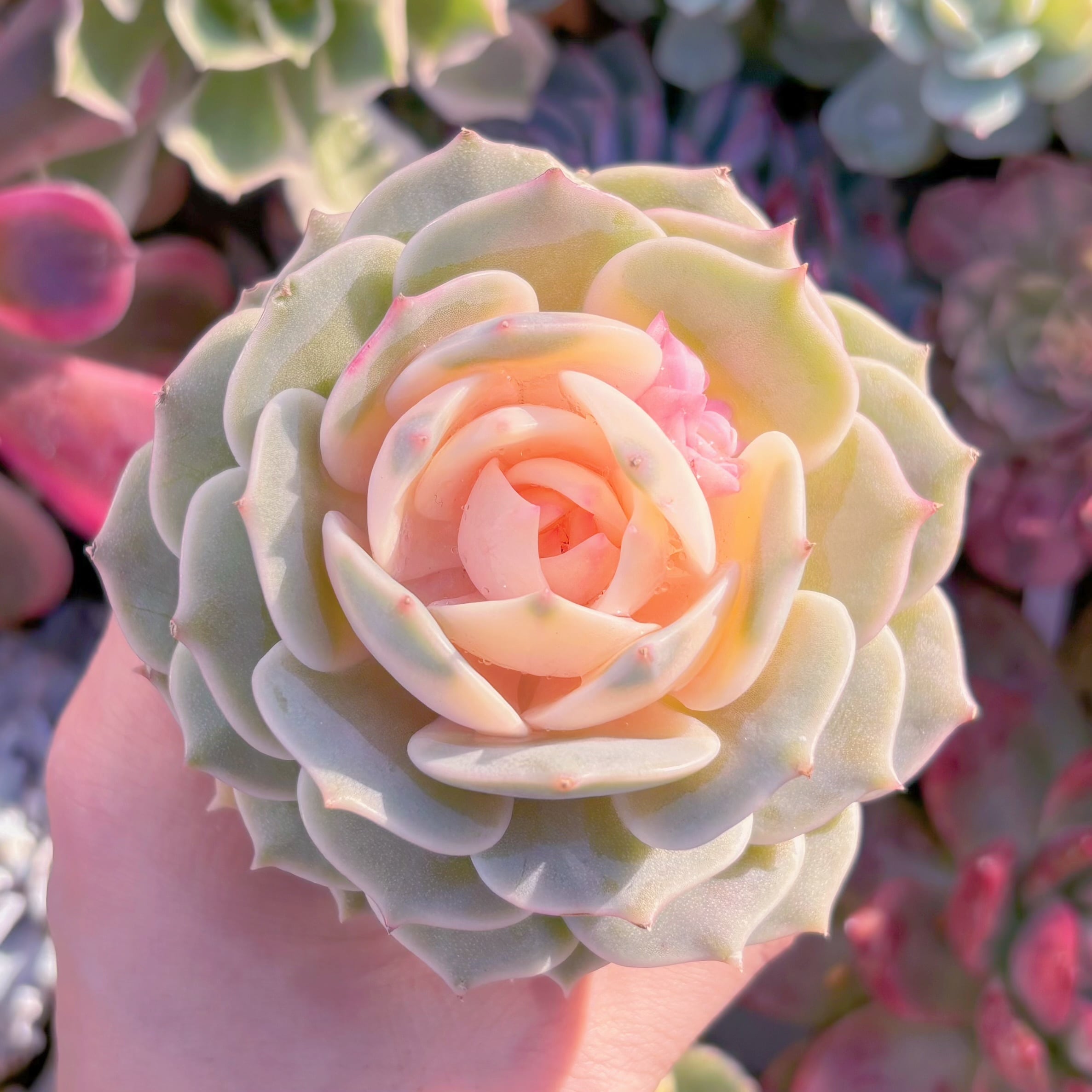 4f6adfa5cf6aa95ab59f36ca1e3f8c