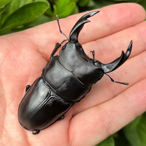 【希少産地・新成虫】熊本県合志市産オオクワガタペア(♂72mm) #003511