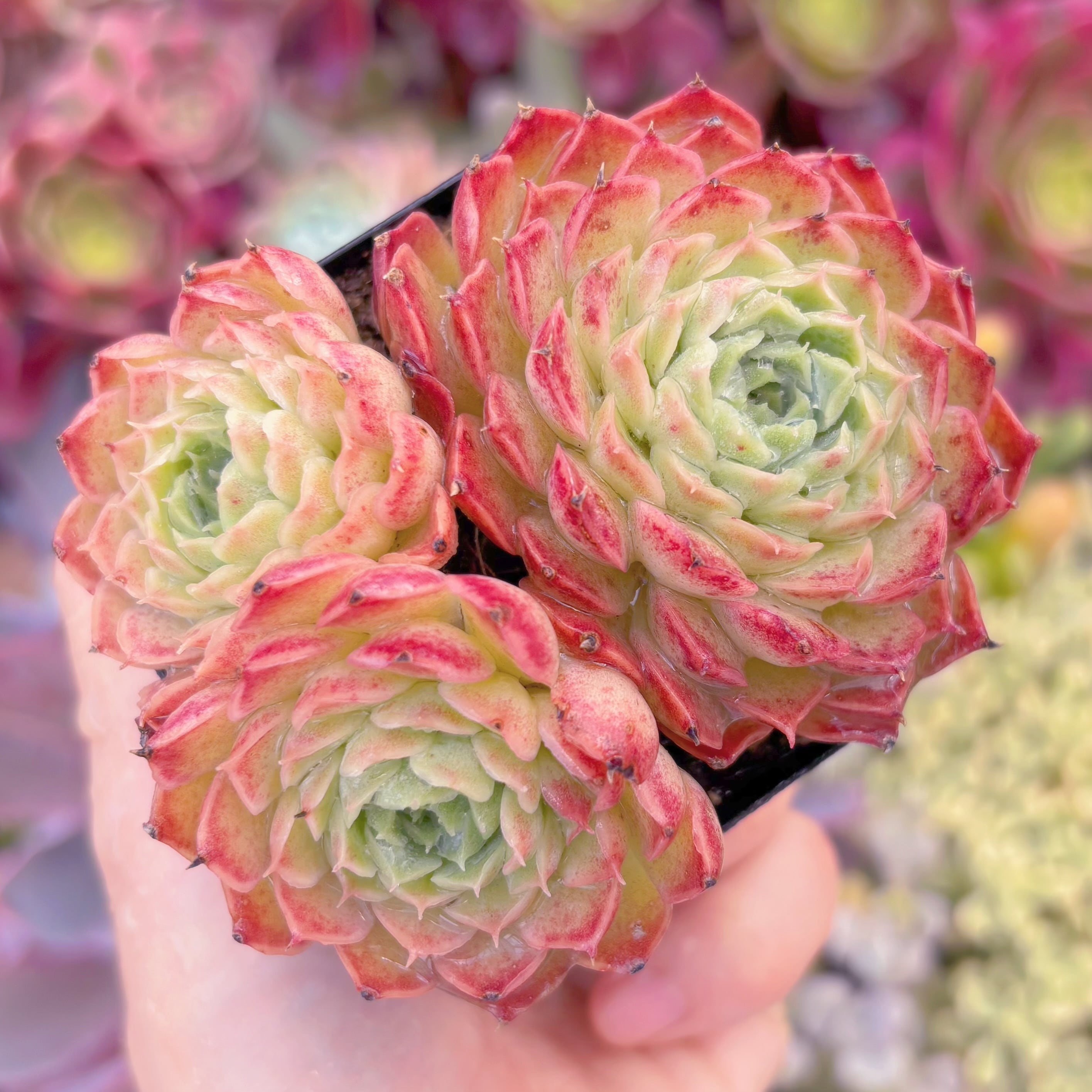 現品　レッドホール#861　るる農園