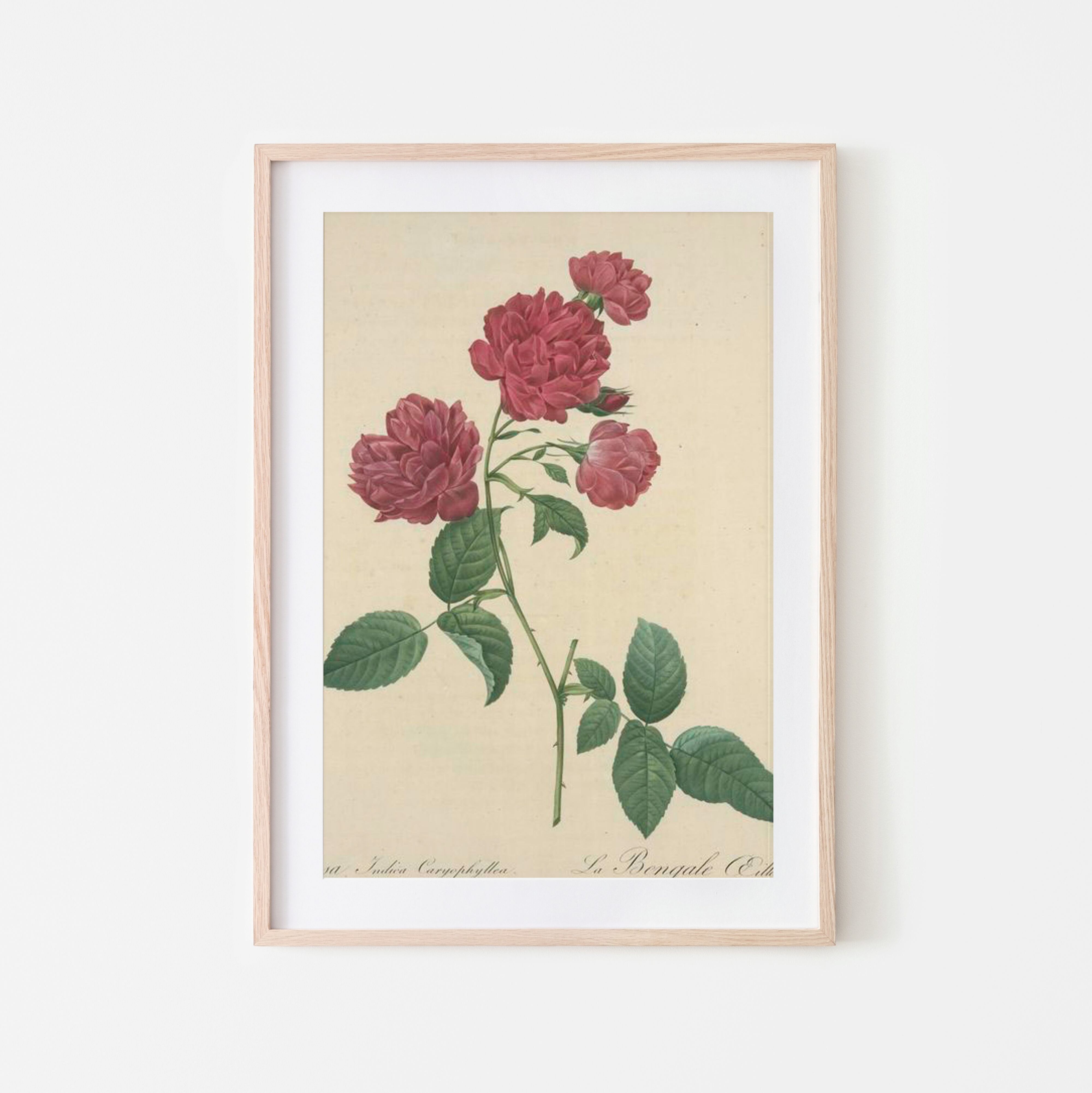 ルドゥーテの薔薇アートプリント Rosier du Bengale | ヴィンテージ
