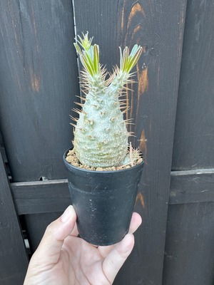 【新着】 Pachypodium Gracilius 3【新潟県産 まん丸実生苗】パキポディウム グラキリス