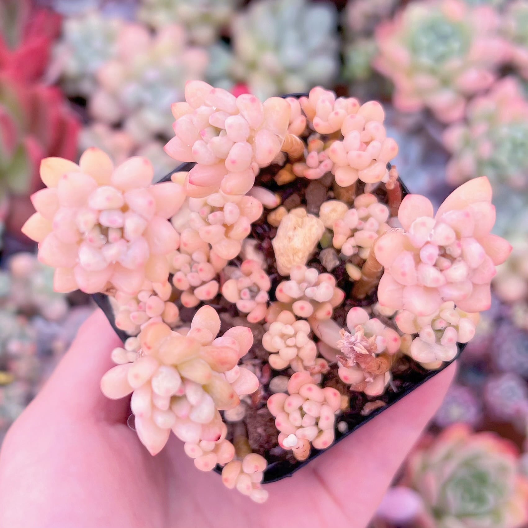 現品　ブルービーン錦#624　るる農園