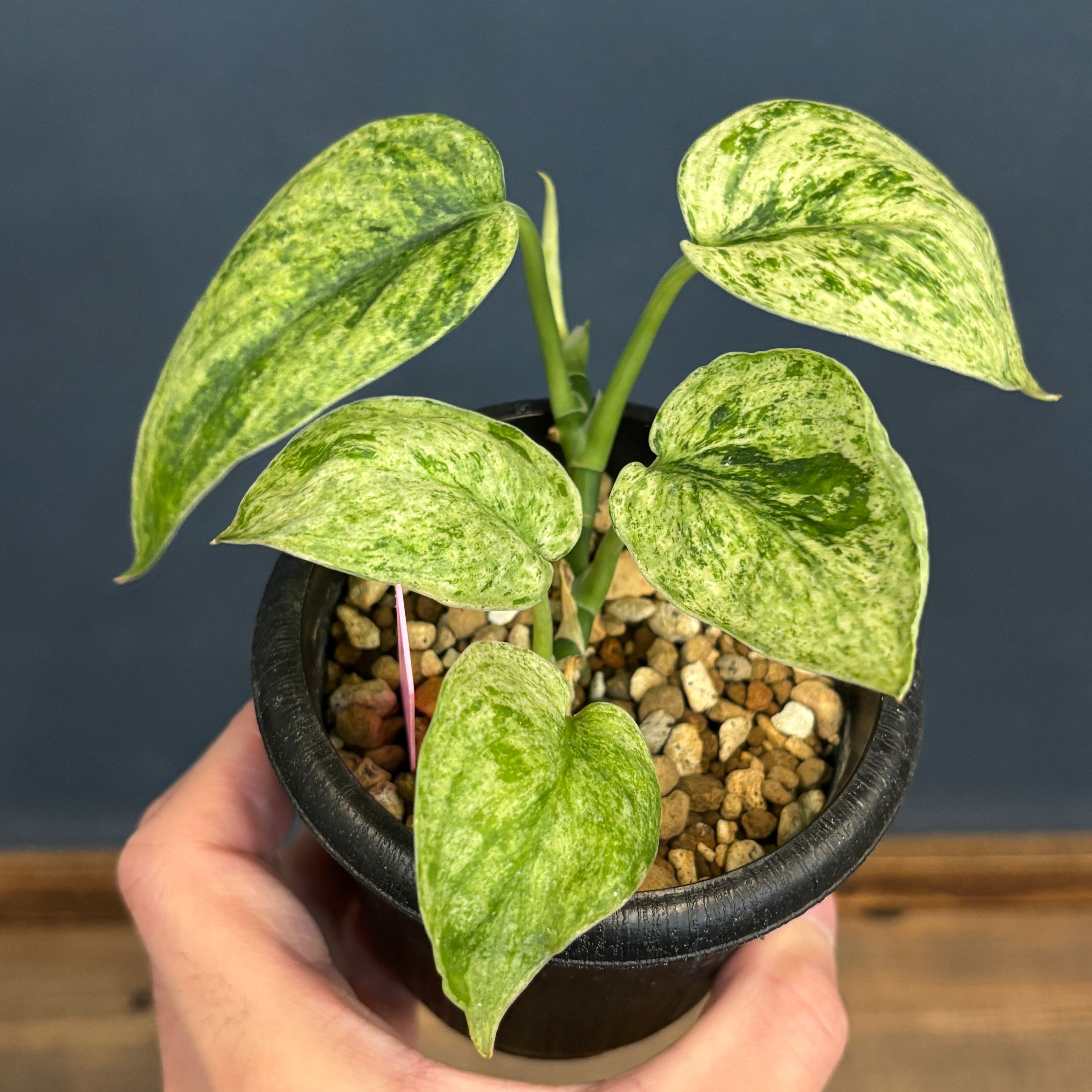 クリアランス】スキンダプサス Jade satin marble【106】 | PROTOLEAF