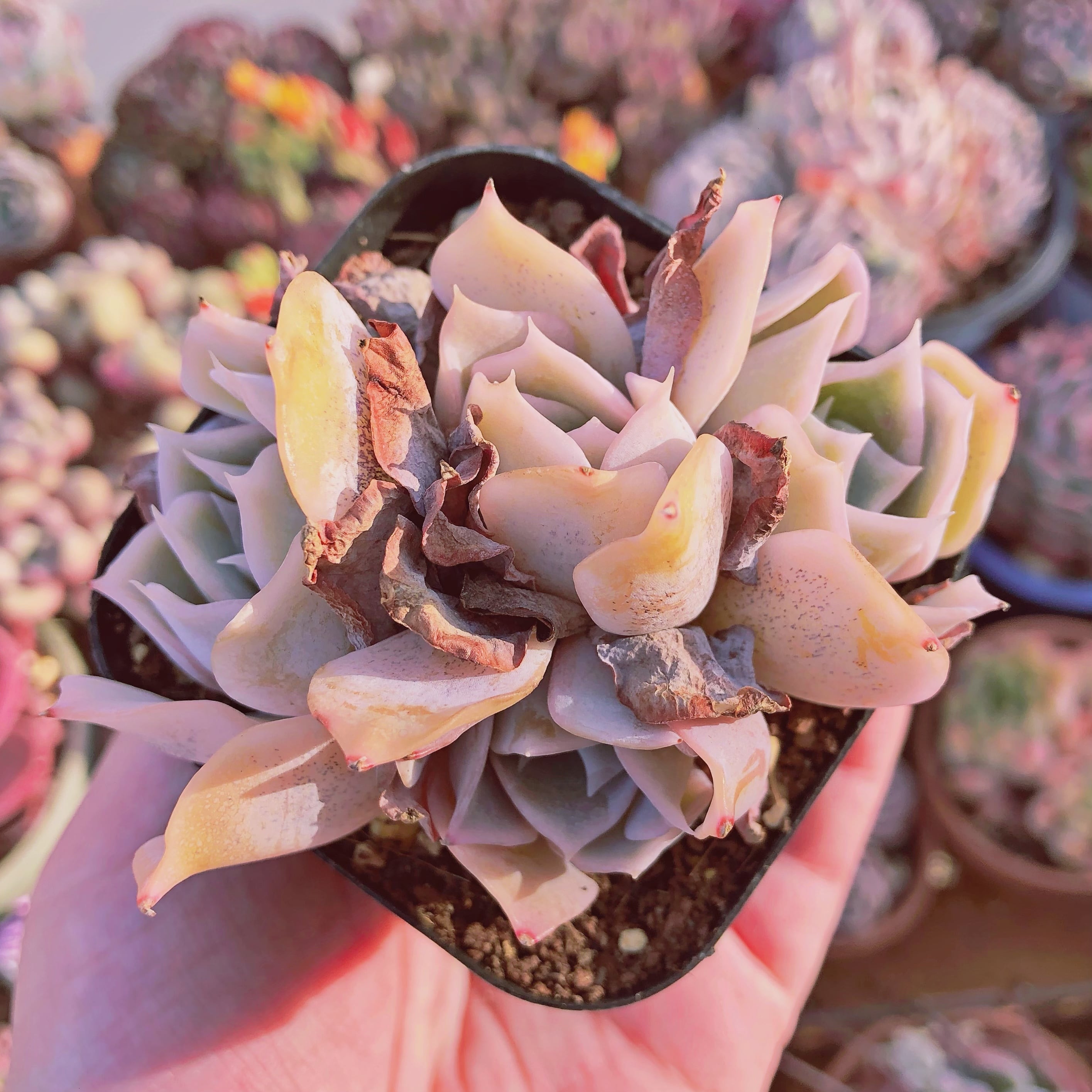 現物 多肉植物 モナ 群生 抜き苗 | るる農園~多肉植物専門