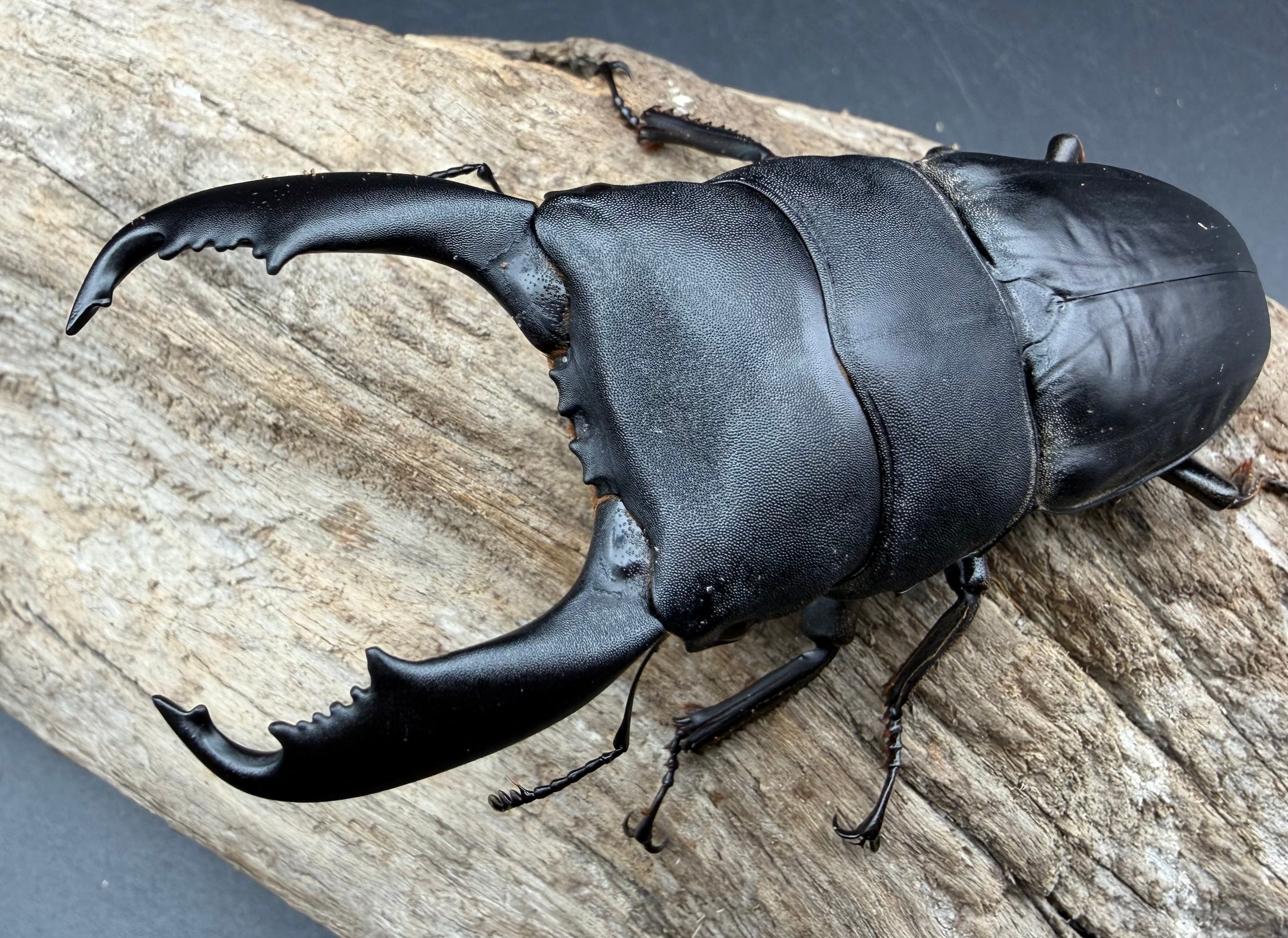 ヒラタクワガタの仲間 | KPW公式オンラインショップ