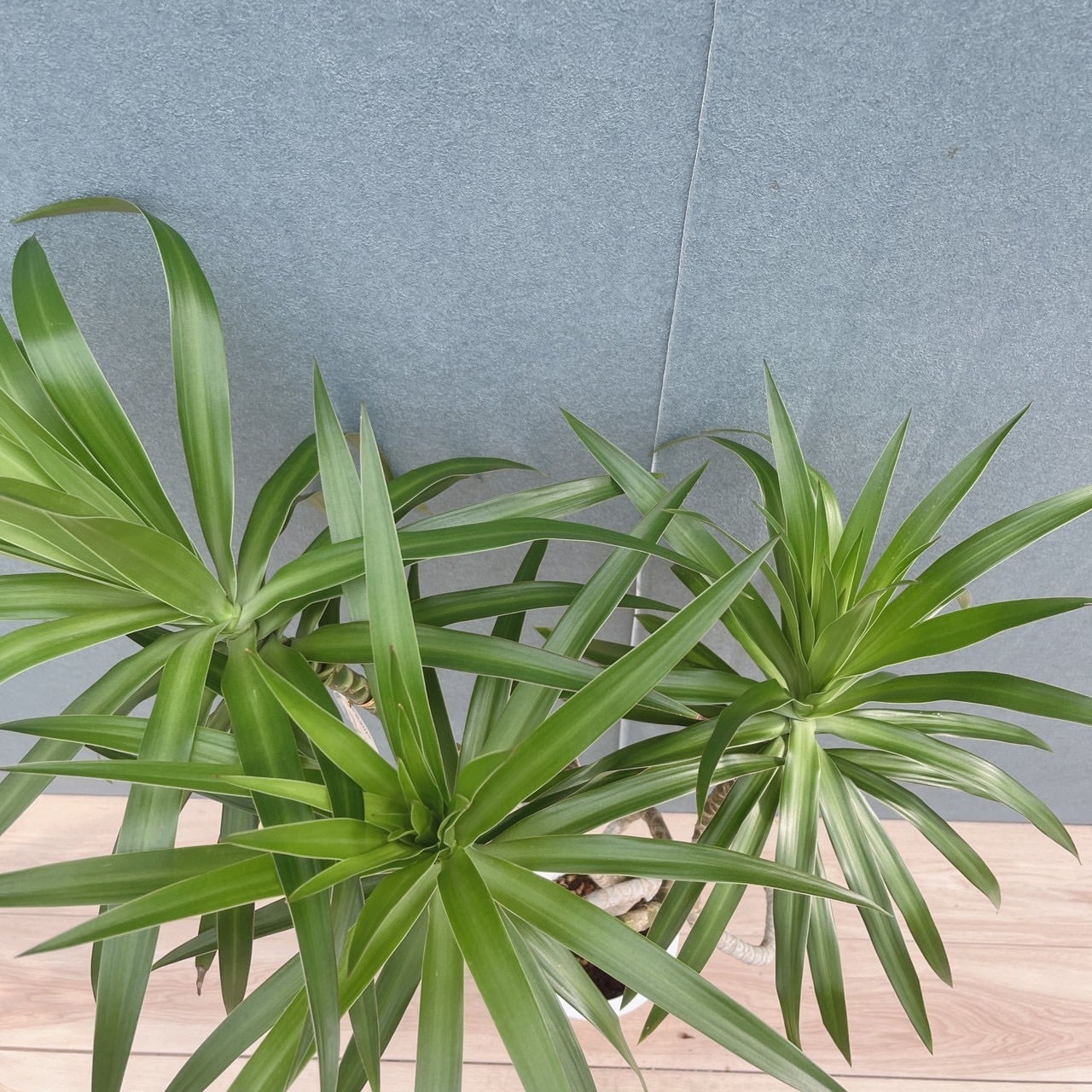 現品］【希少】25番 ドラセナ ナビー 龍 6号 観葉植物 大型 室内 レア