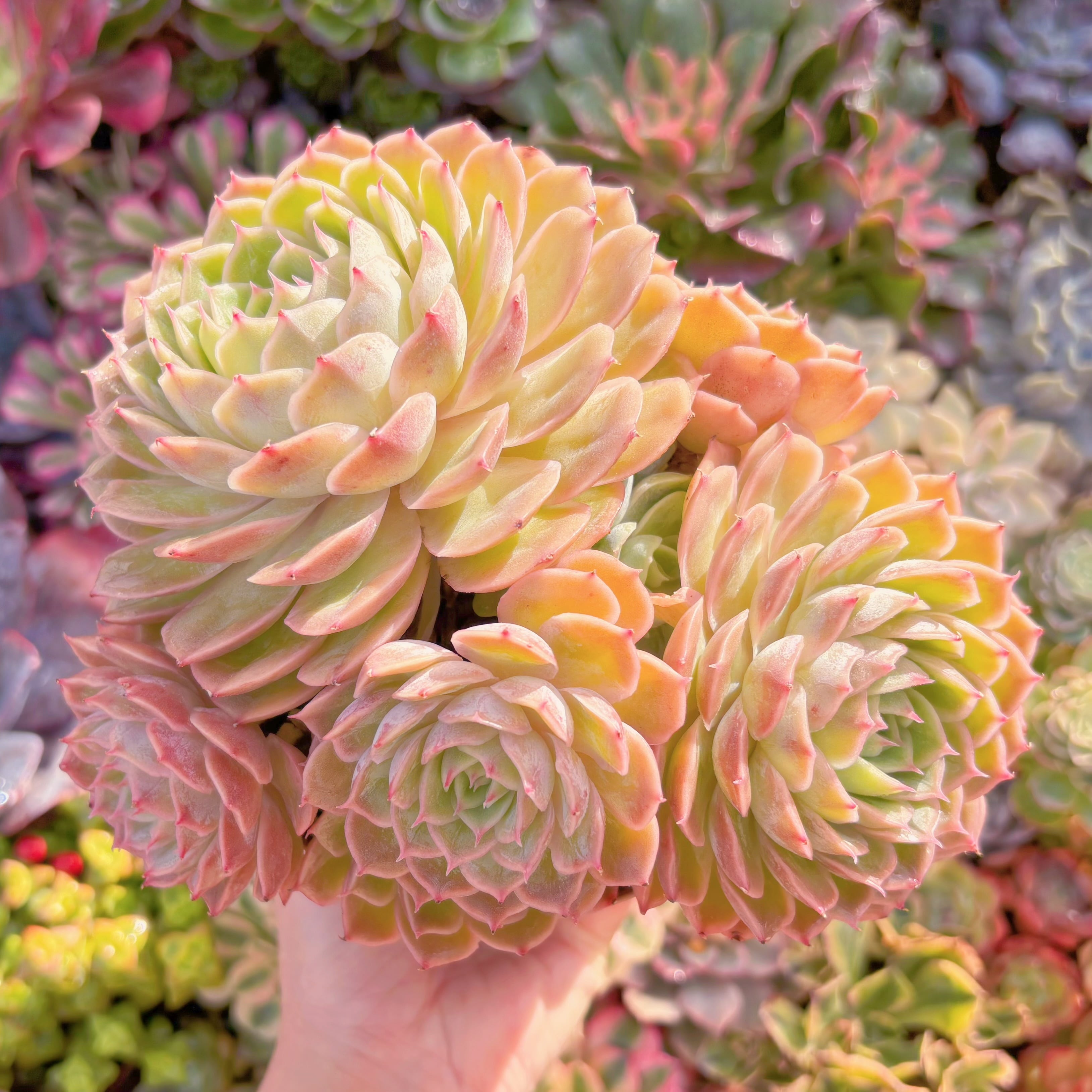 現品　オンスロー#K033　特大群生　るる農園