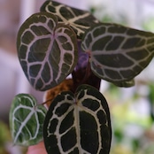 【正規】Anthurium 'Michelle' by DOC BLOCK⑫ / アンスリウム・ミシェル│観葉植物