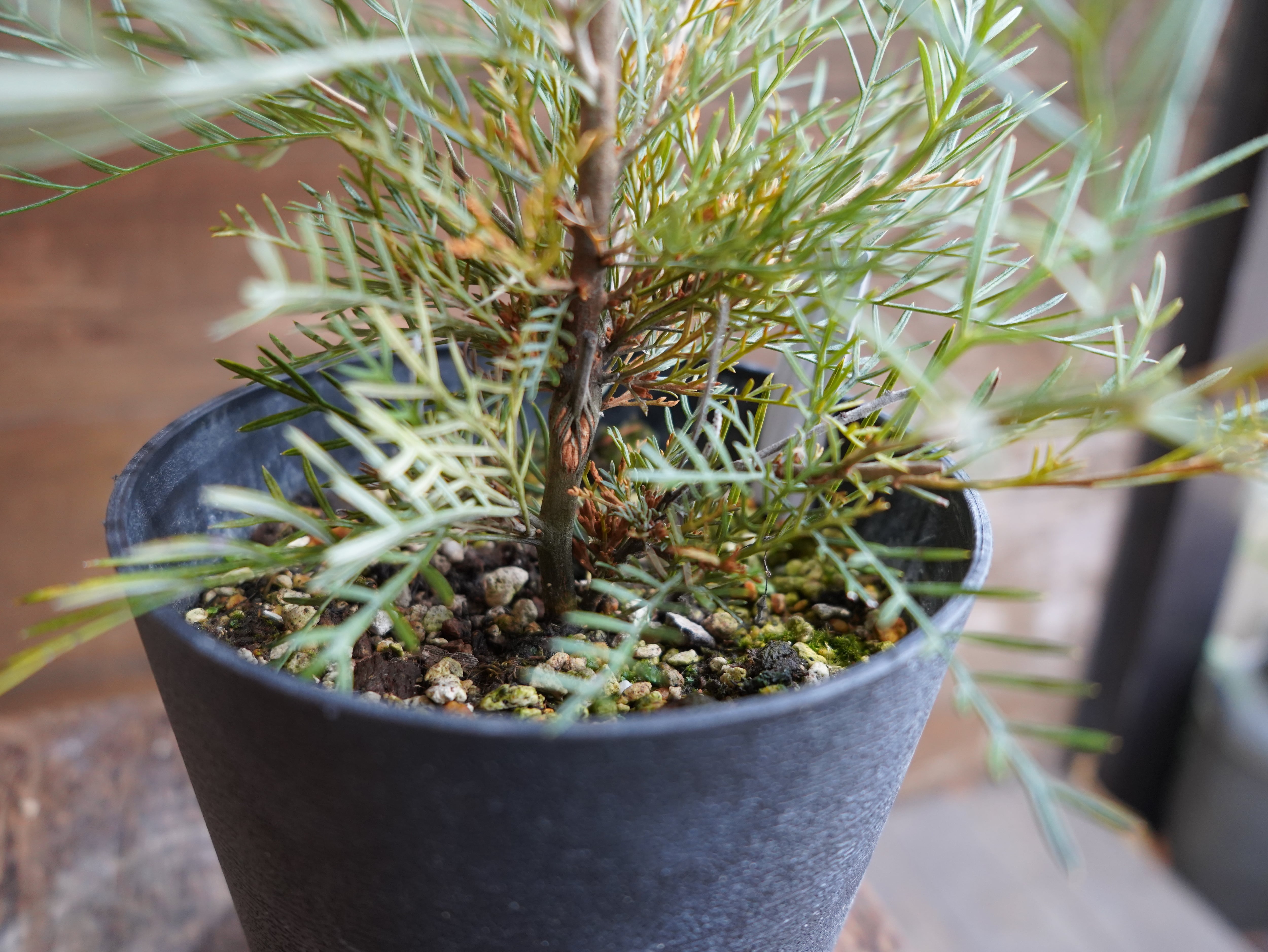 【現物】グレビレア　”アイボリーホイップ”　C