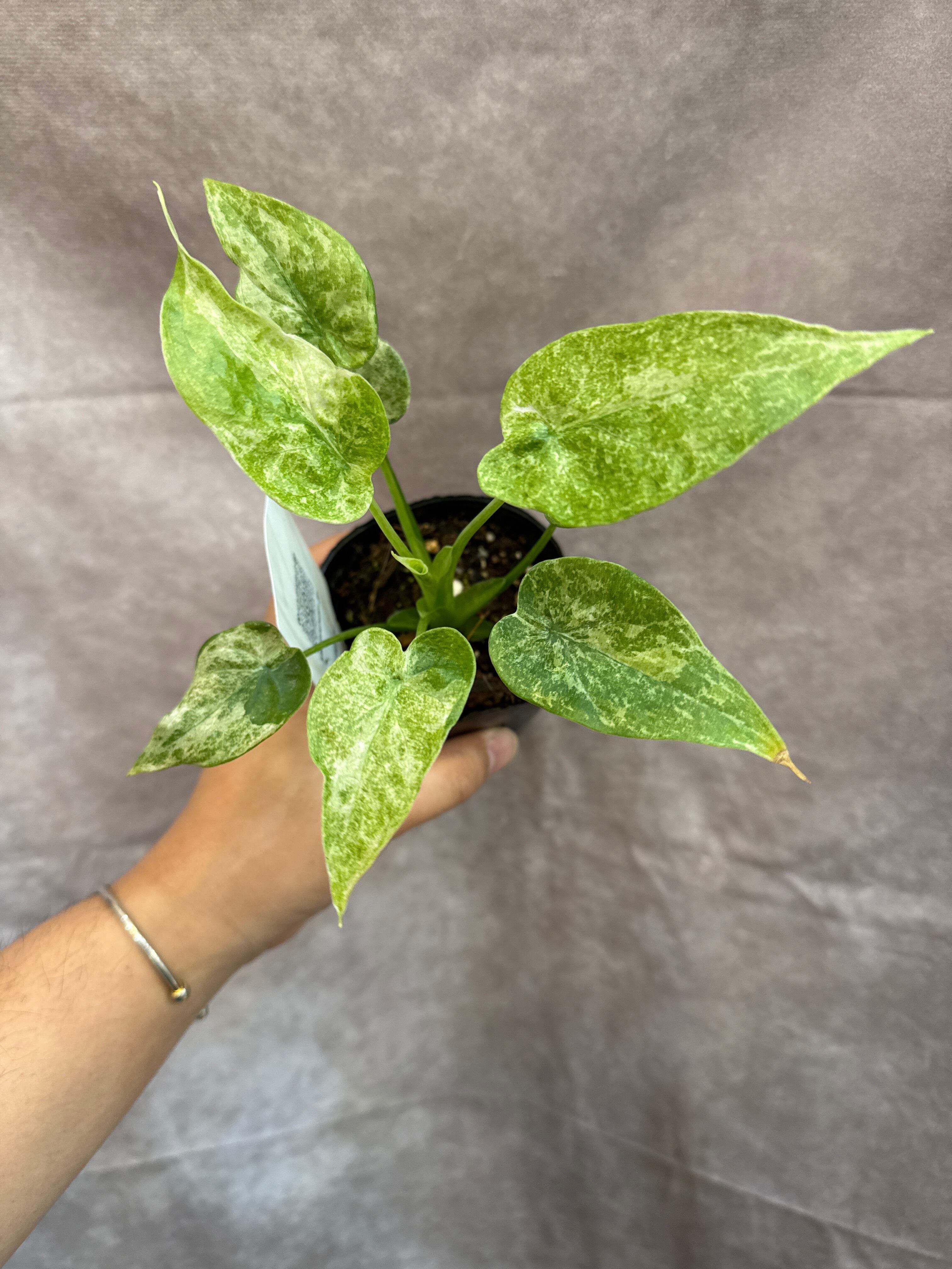 123.. Alocasia Jacklyn variegata / アロカシアジャックリン斑入り
