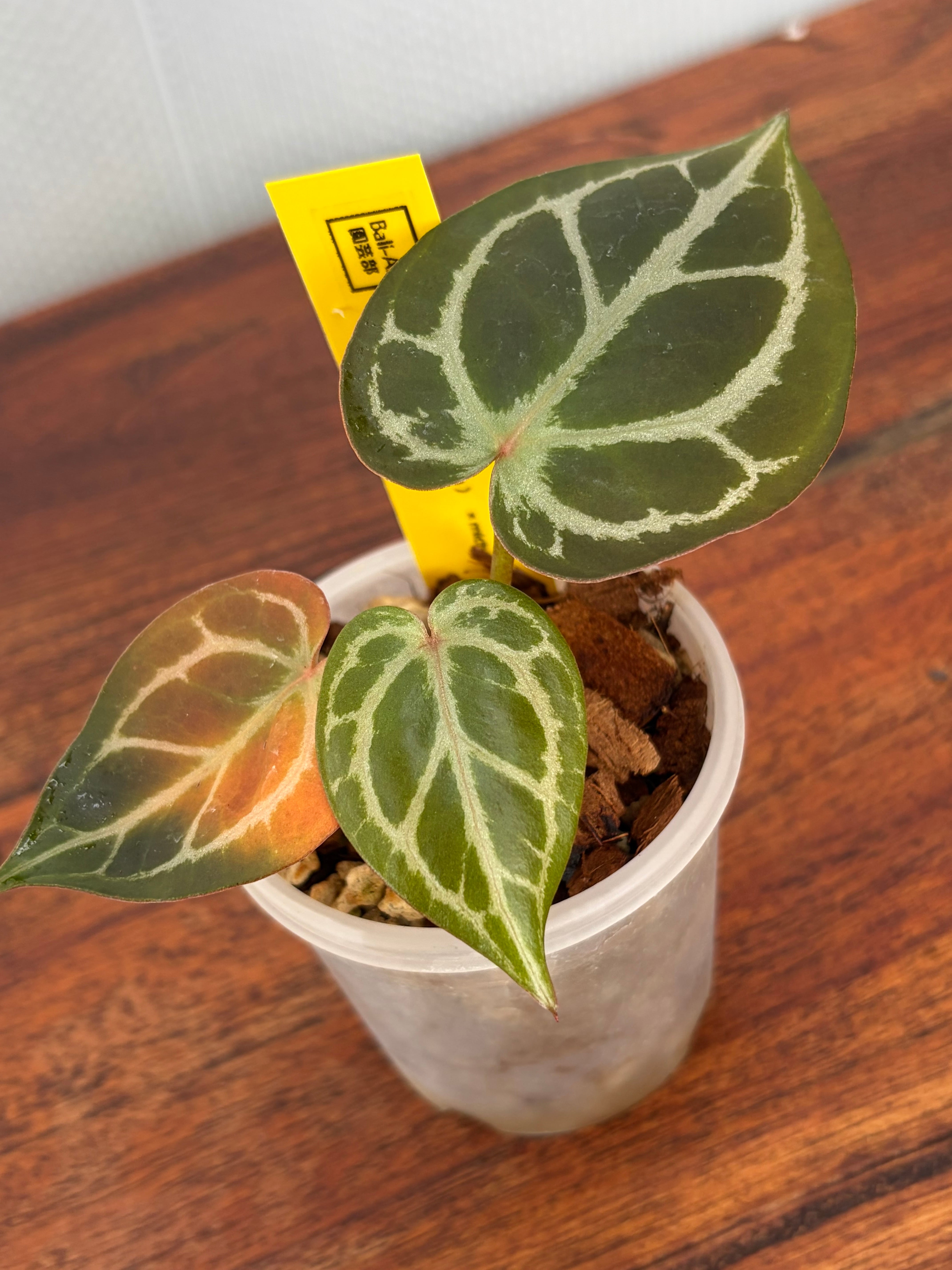 Anthurium | BALI-AN 園芸