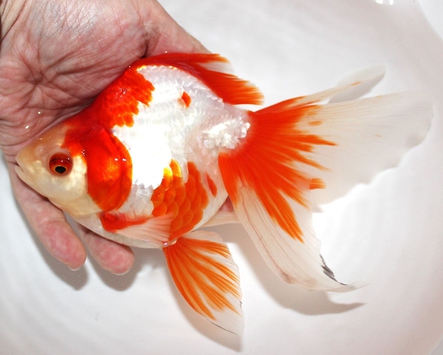 琉金体型 | 金魚専門店 和の美
