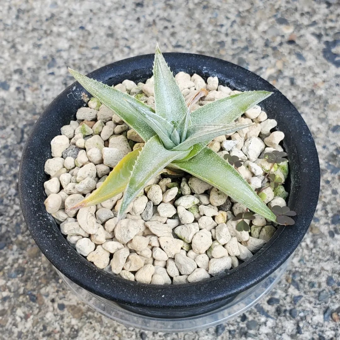 Bill Baker氏ハイブリッド | レアプランツ通販サイトPlants Maniax