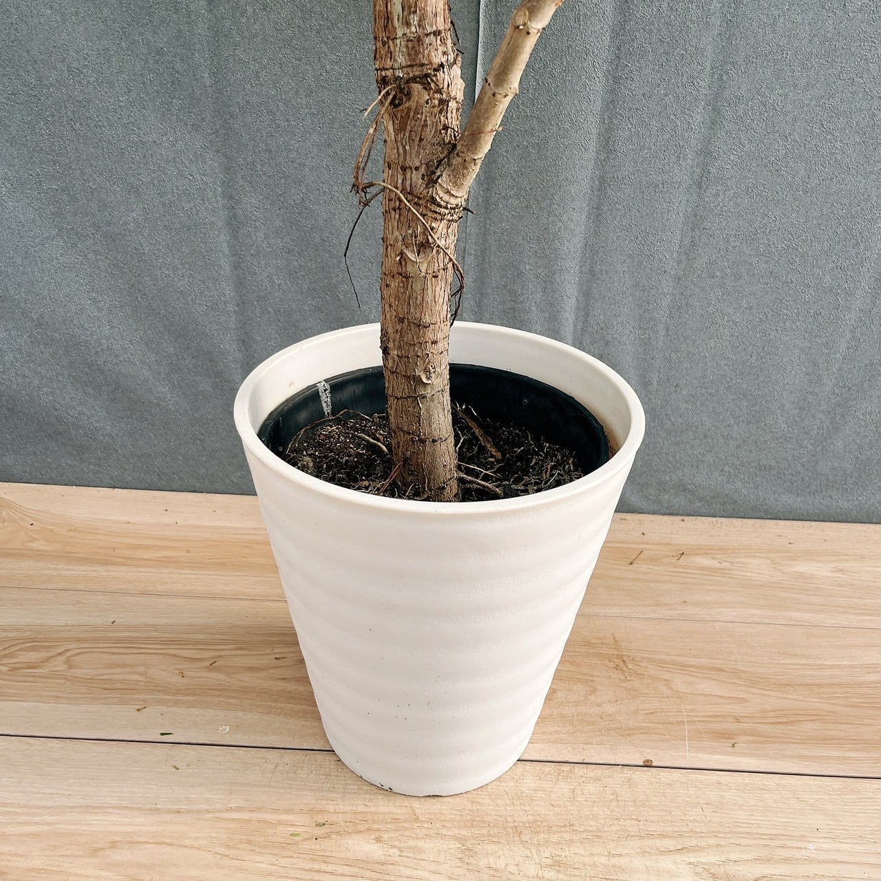 現品］【希少】44番 フィカス アフリカンプリンス 8号 観葉植物 室内