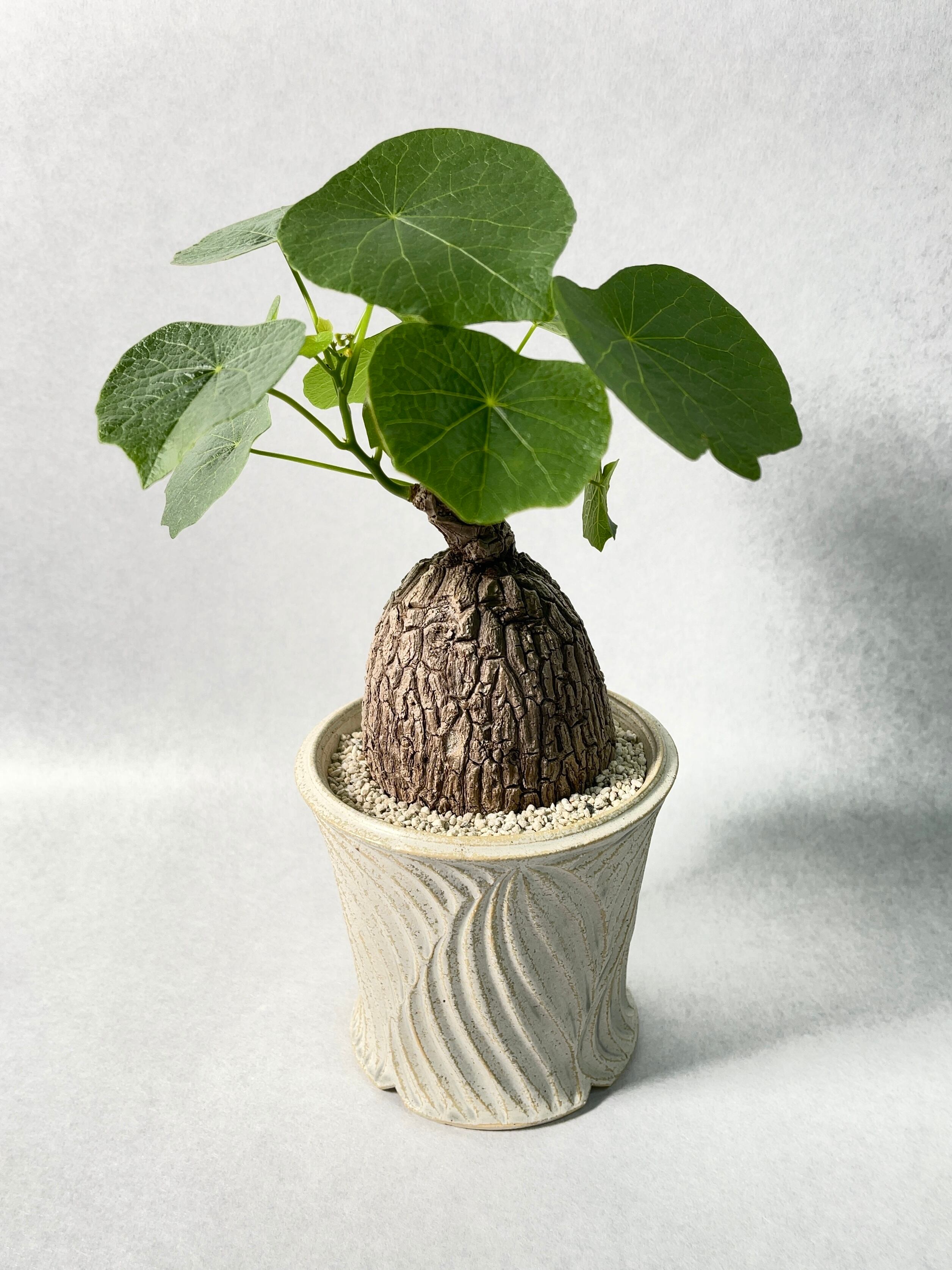 ステファニア・スベローサ | trigger