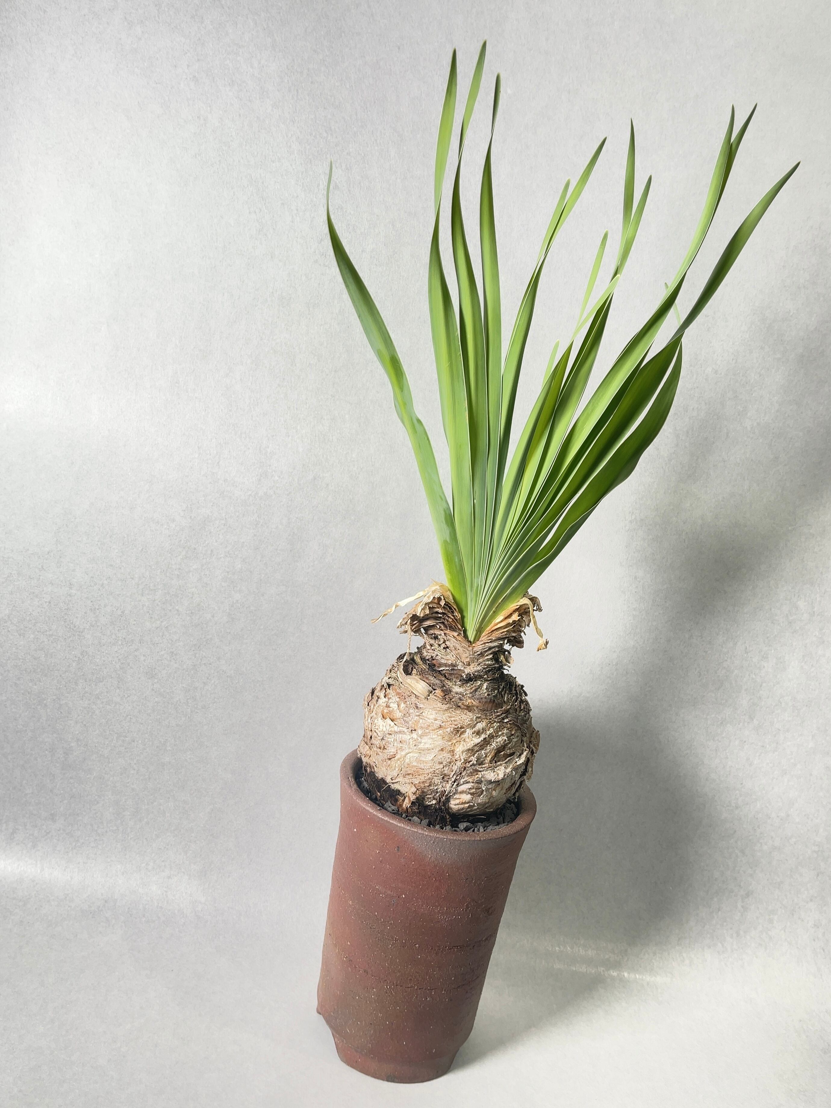 ブーファン・ディスティチャ | trigger