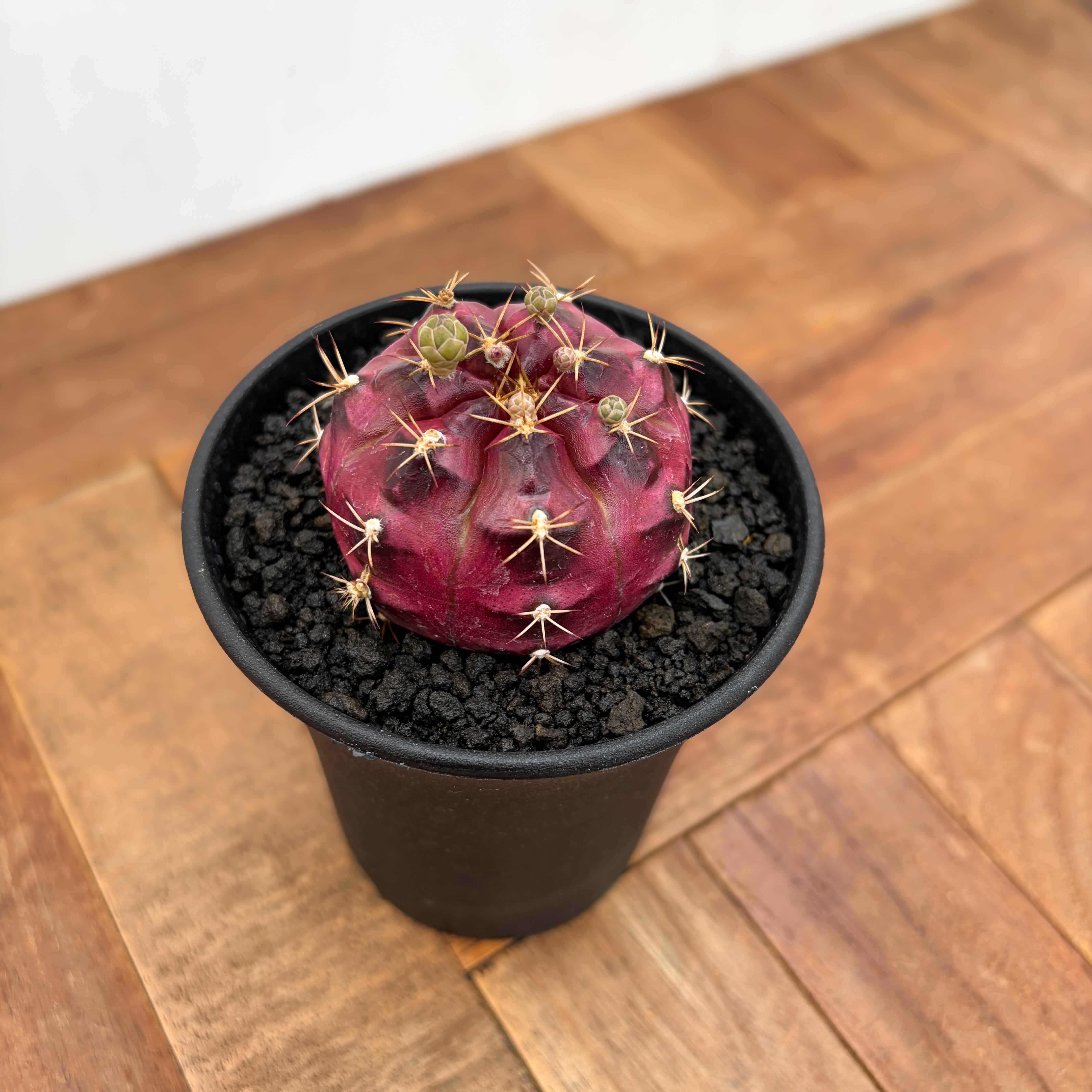 Gymnocalycium daydream【ギムノカリキウム・デイドリーム】 | RIMO'S