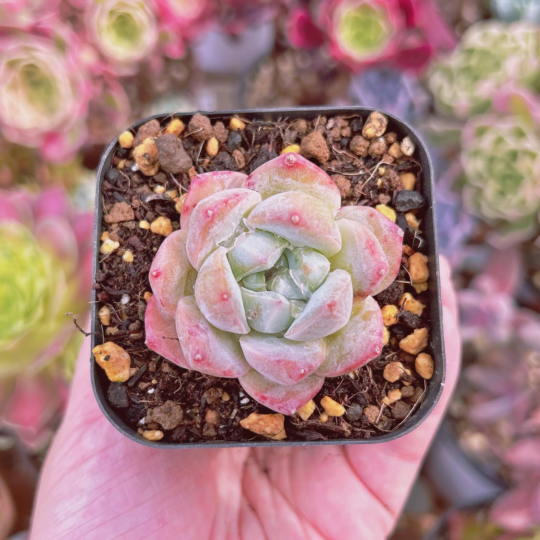 現物　多肉植物　秋霜　抜き苗