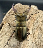 《ウェムケンミヤマ（ヴェムケンミヤマ） 57mm B品ペア+♂単》