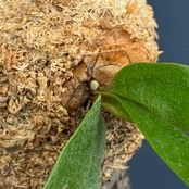 ビカクシダ　Platycerium alcicorne 板付け【220】