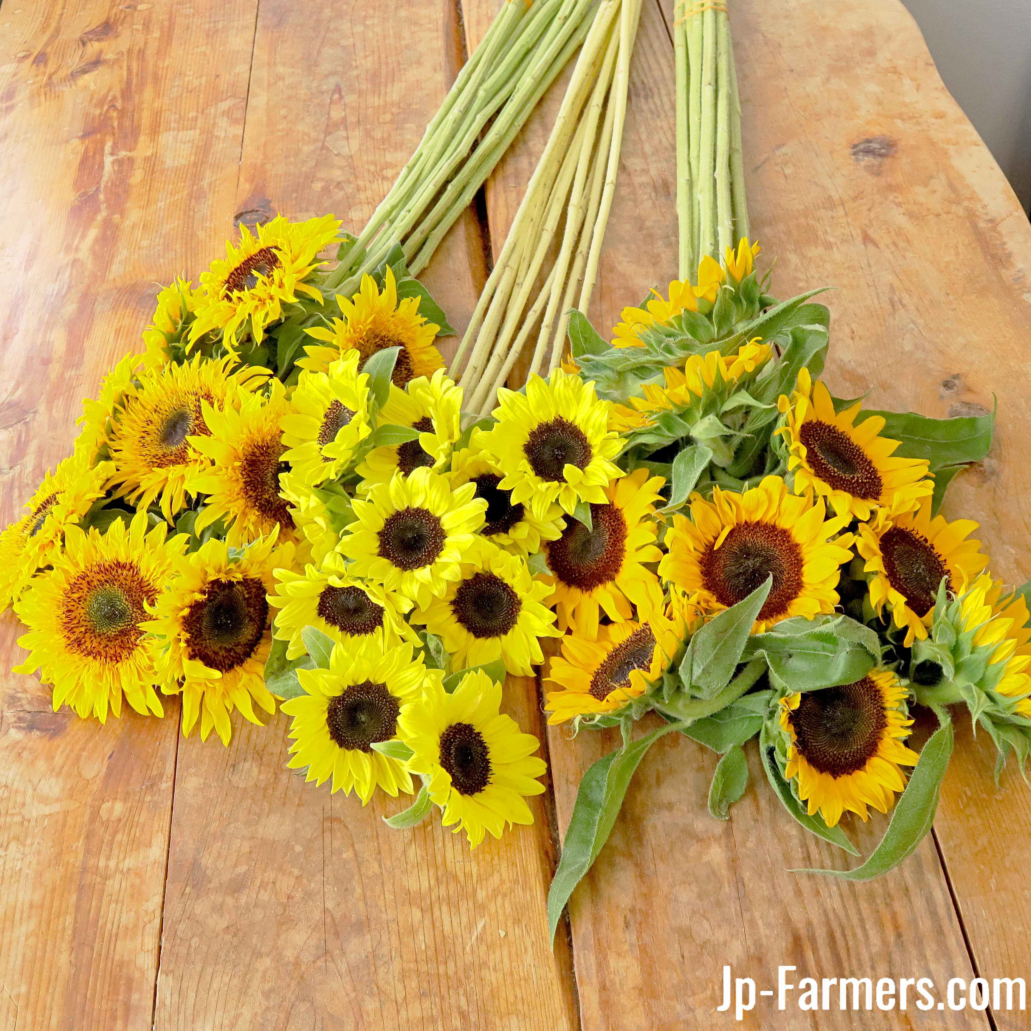 ヒマワリ | 新鮮お花問屋 Jp-Farmers.com