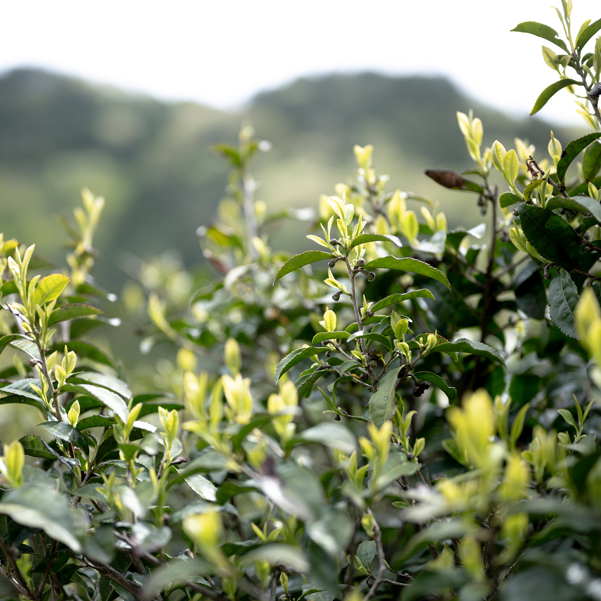 The Body Oil （ザ・ボディオイル01）